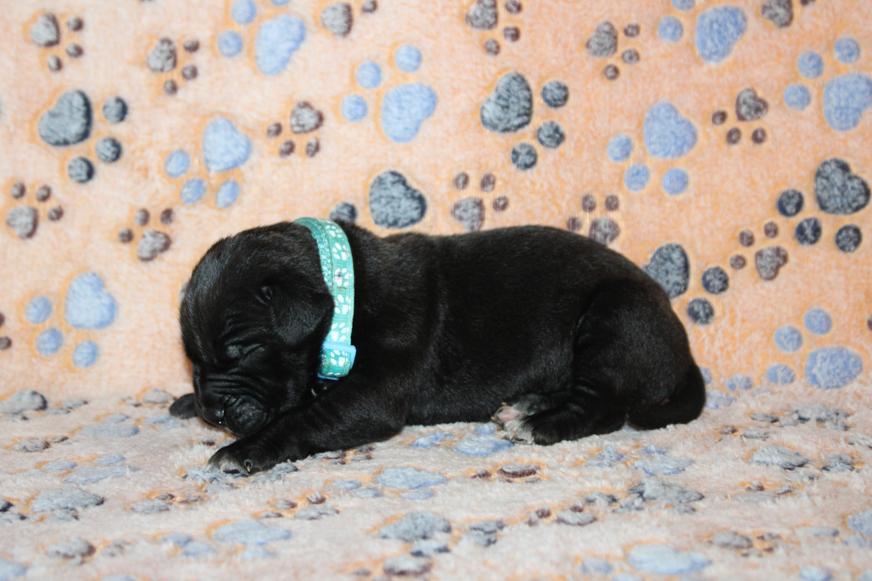 Image Cane Corso