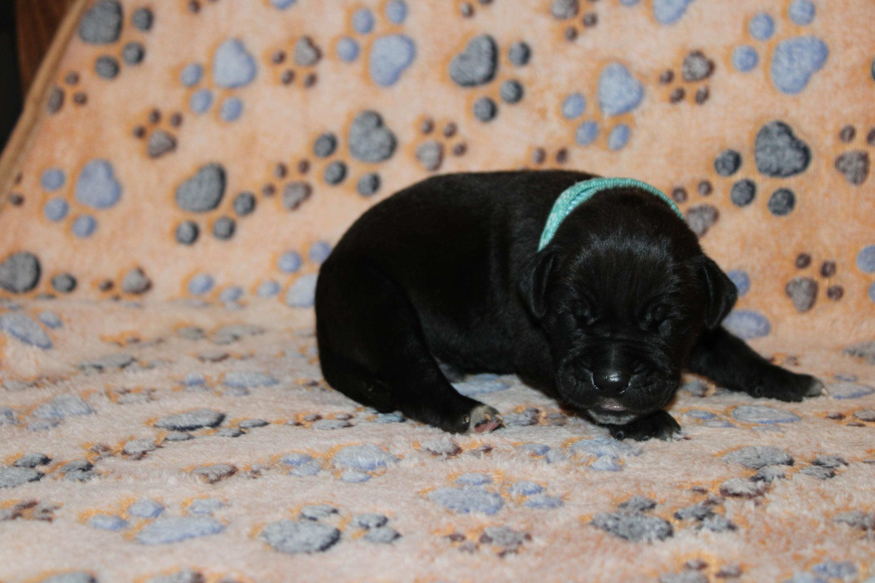 Image Cane Corso