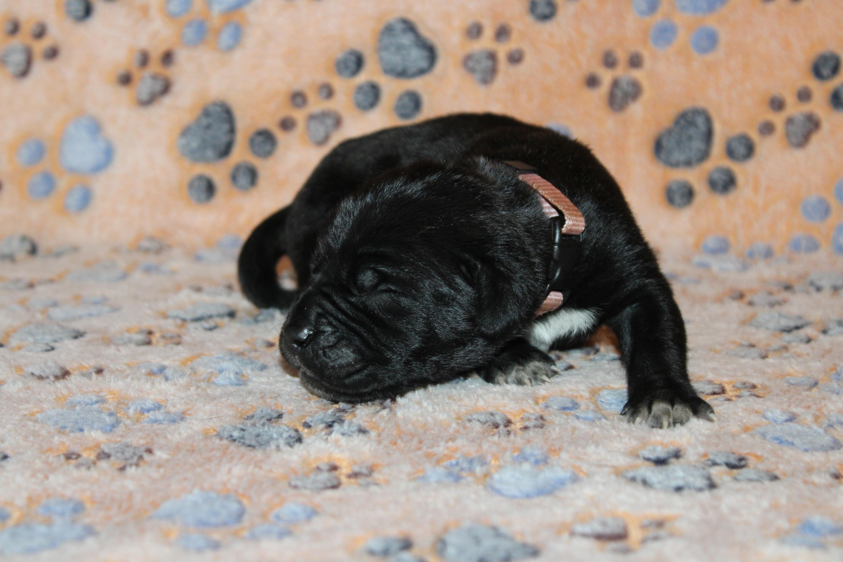 Image Cane Corso
