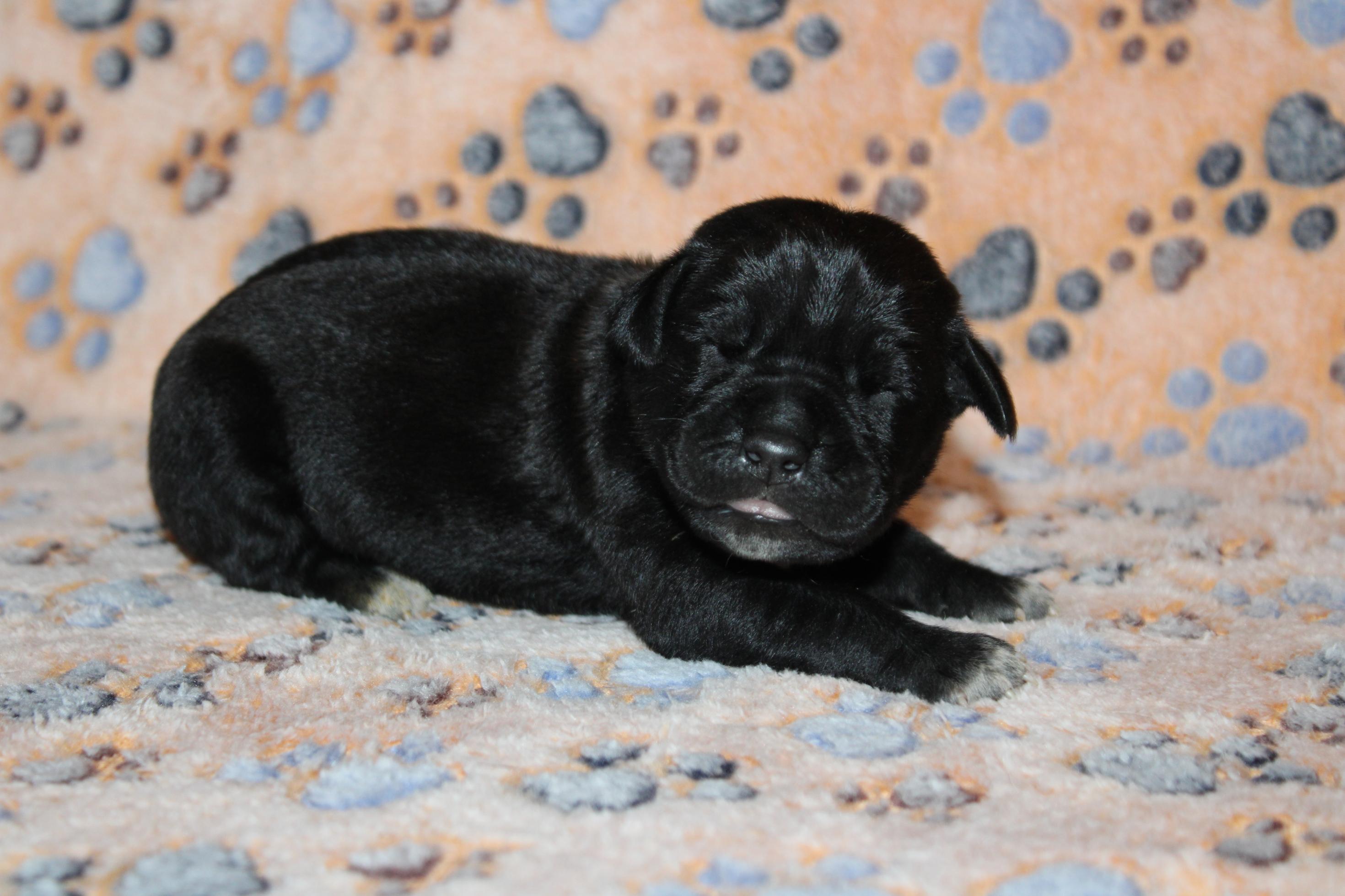 Image Cane Corso