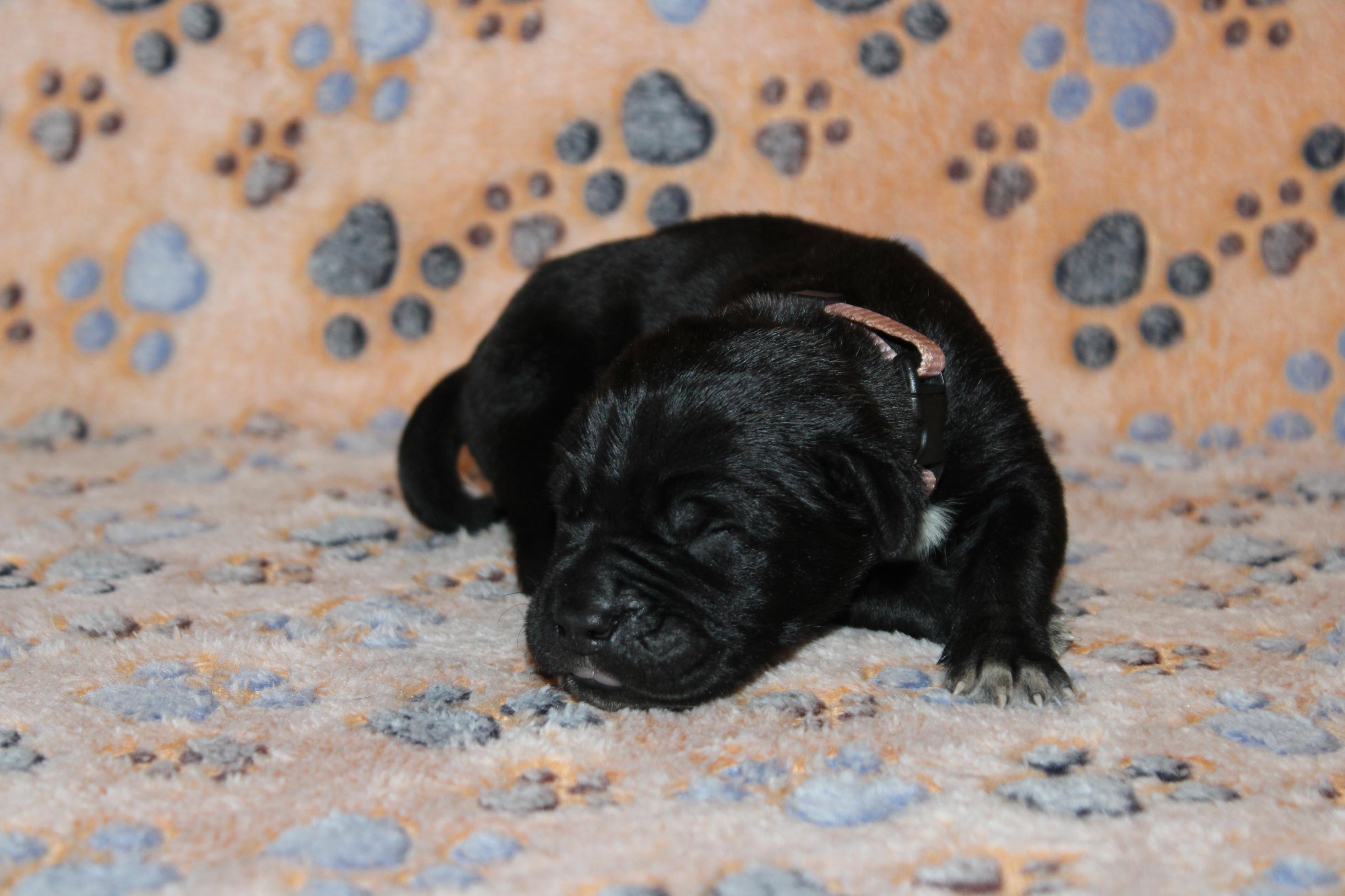 Image Cane Corso