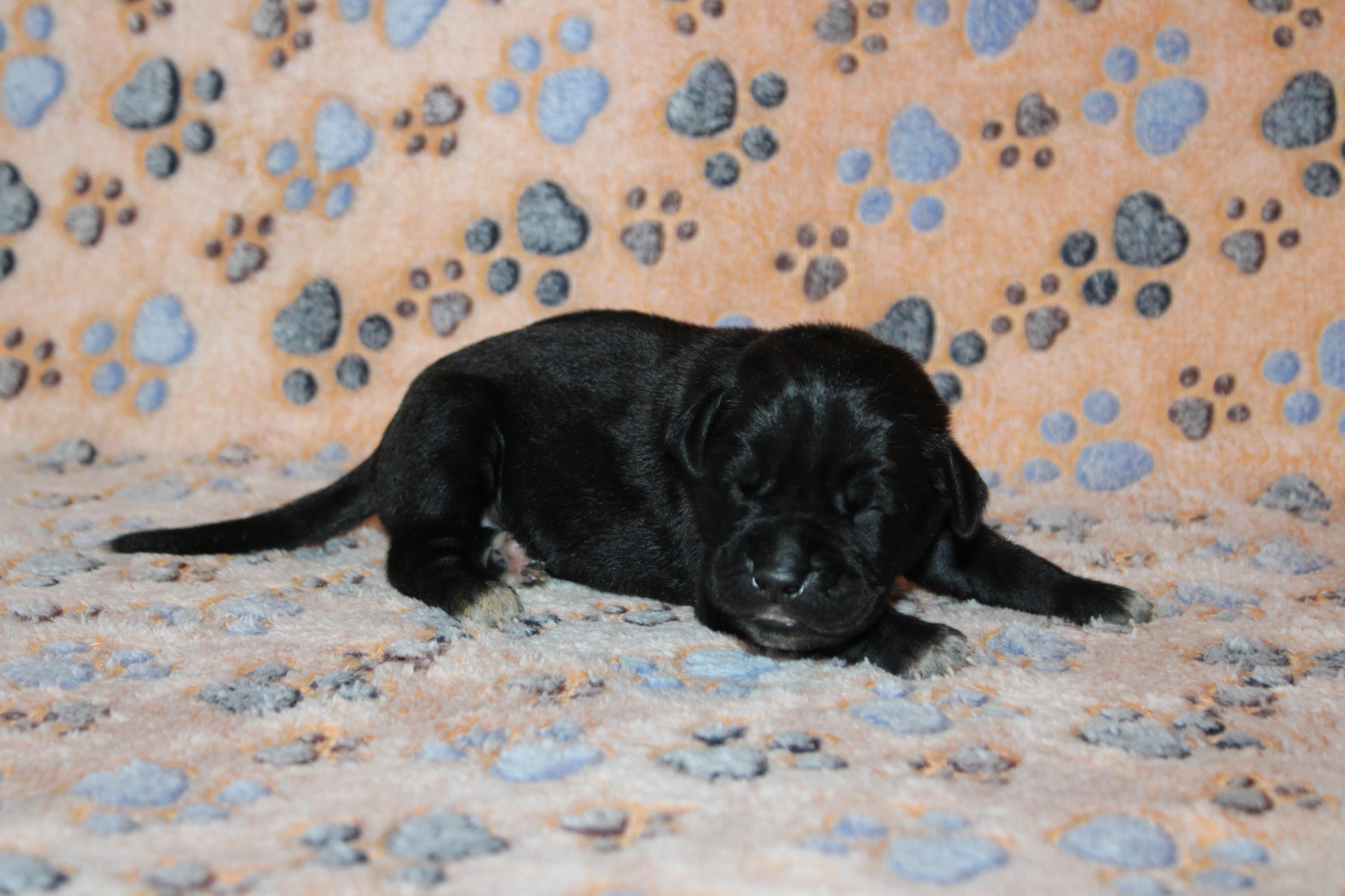 Image Cane Corso