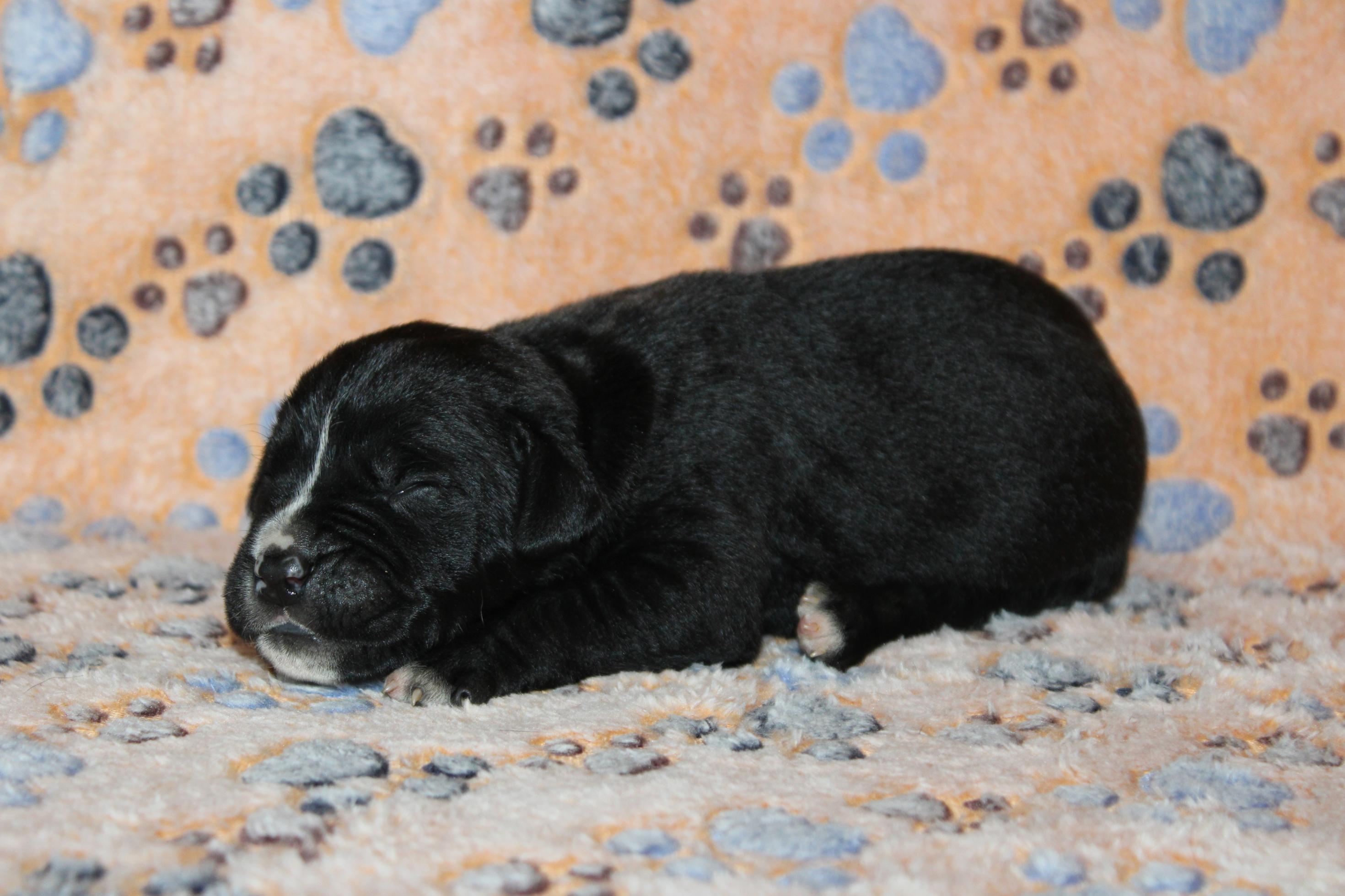 Image Cane Corso