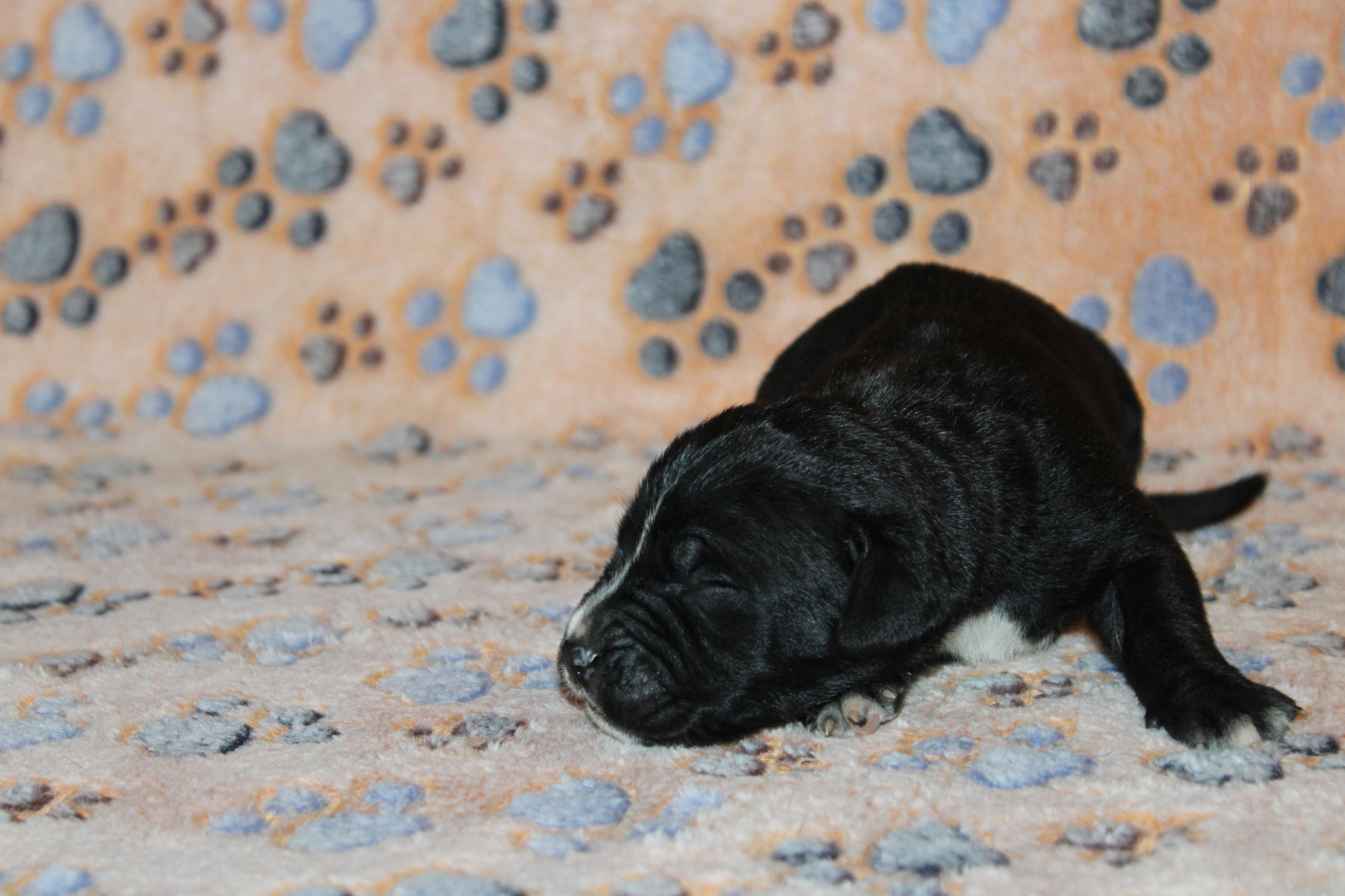 Image Cane Corso