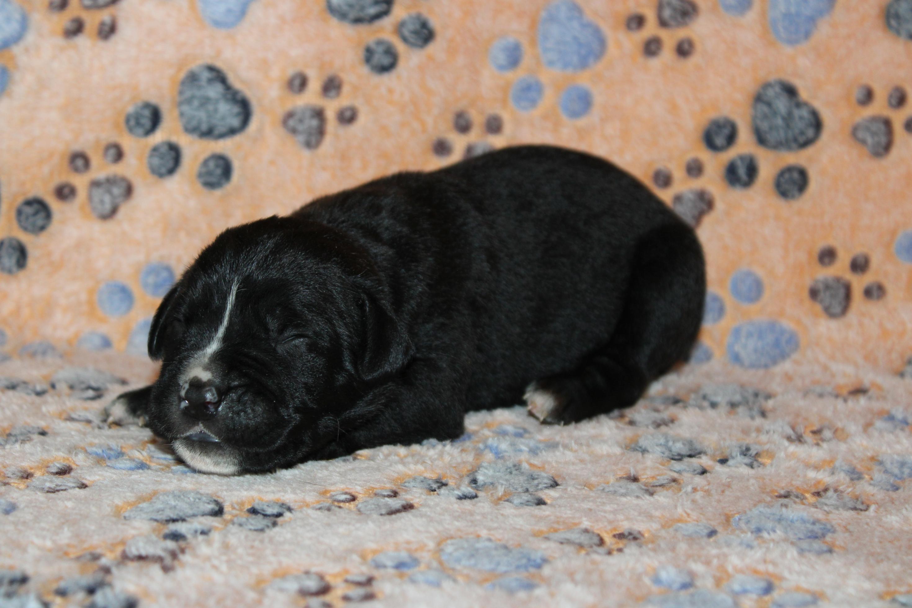 Image Cane Corso