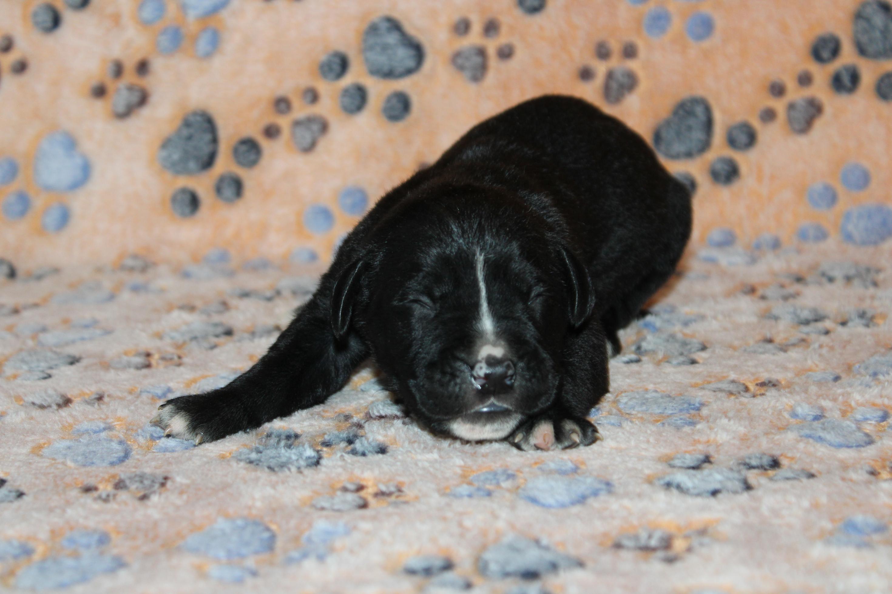 Image Cane Corso