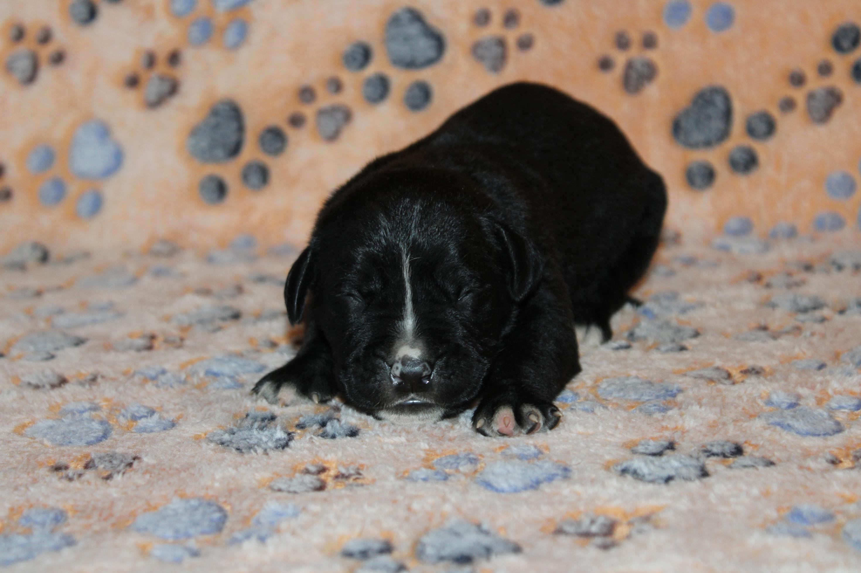 Image Cane Corso