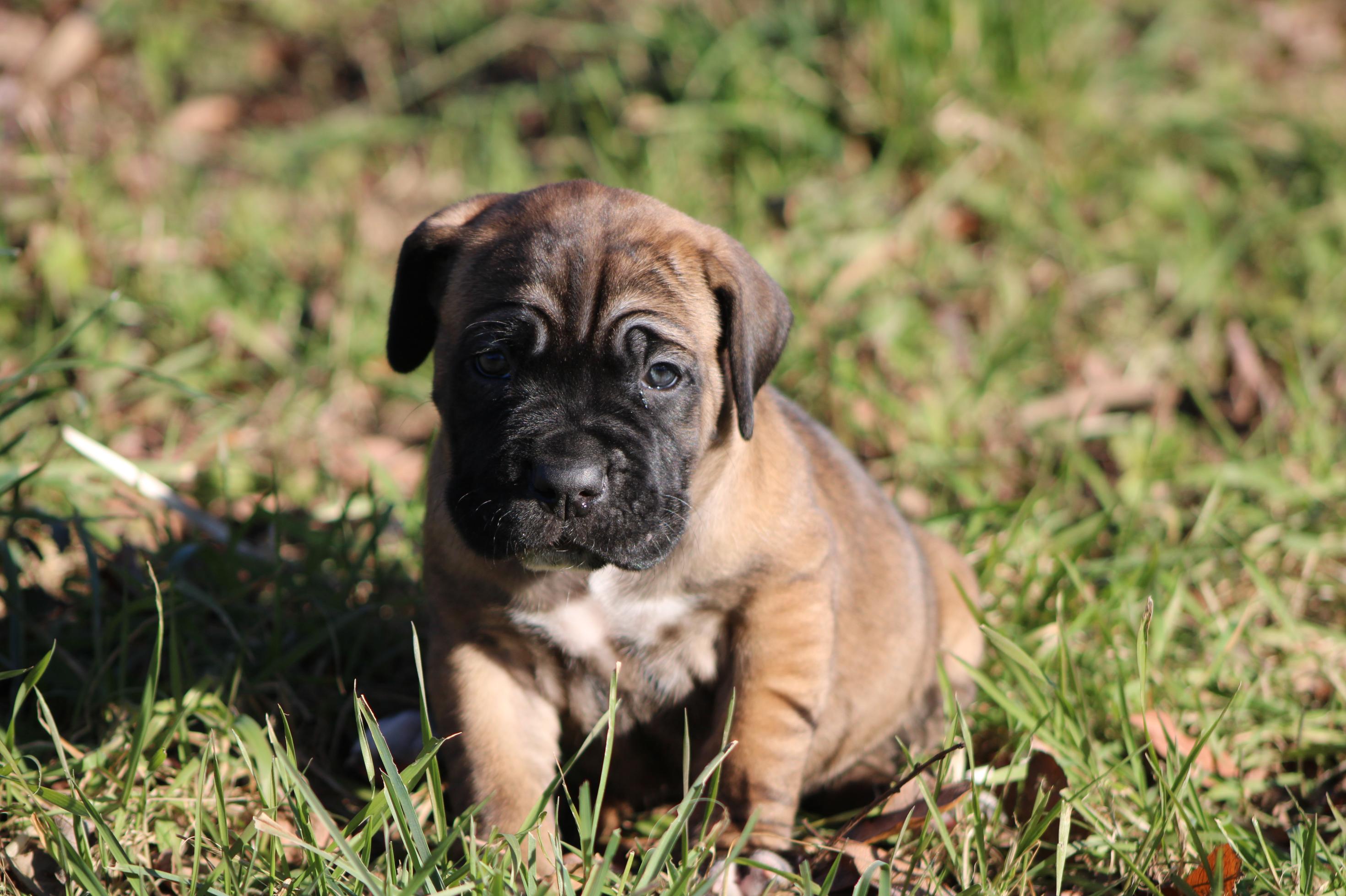 Image Cane Corso