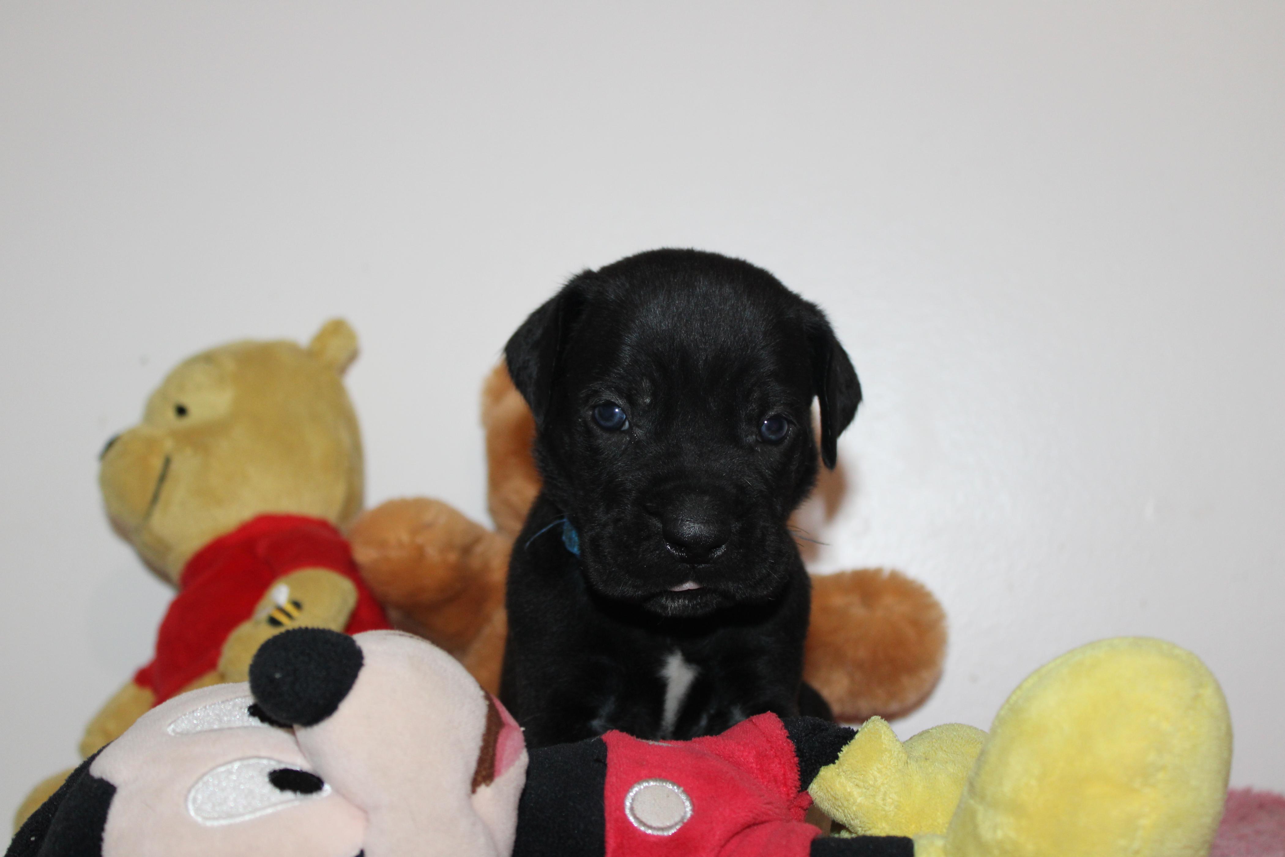 Image Cane Corso