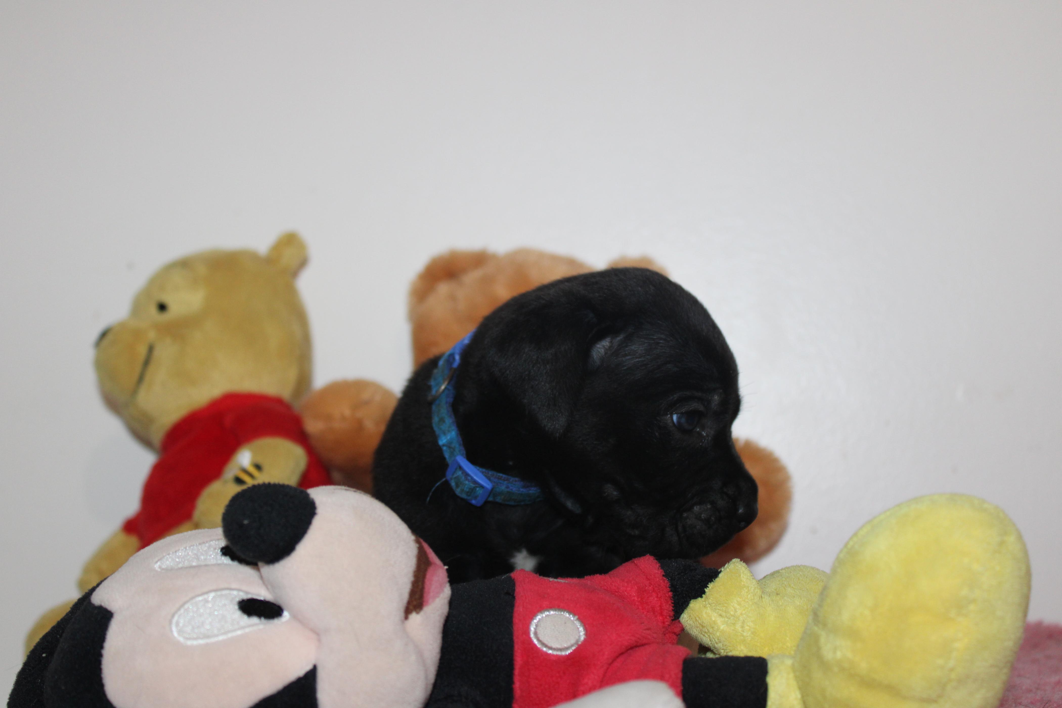 Image Cane Corso