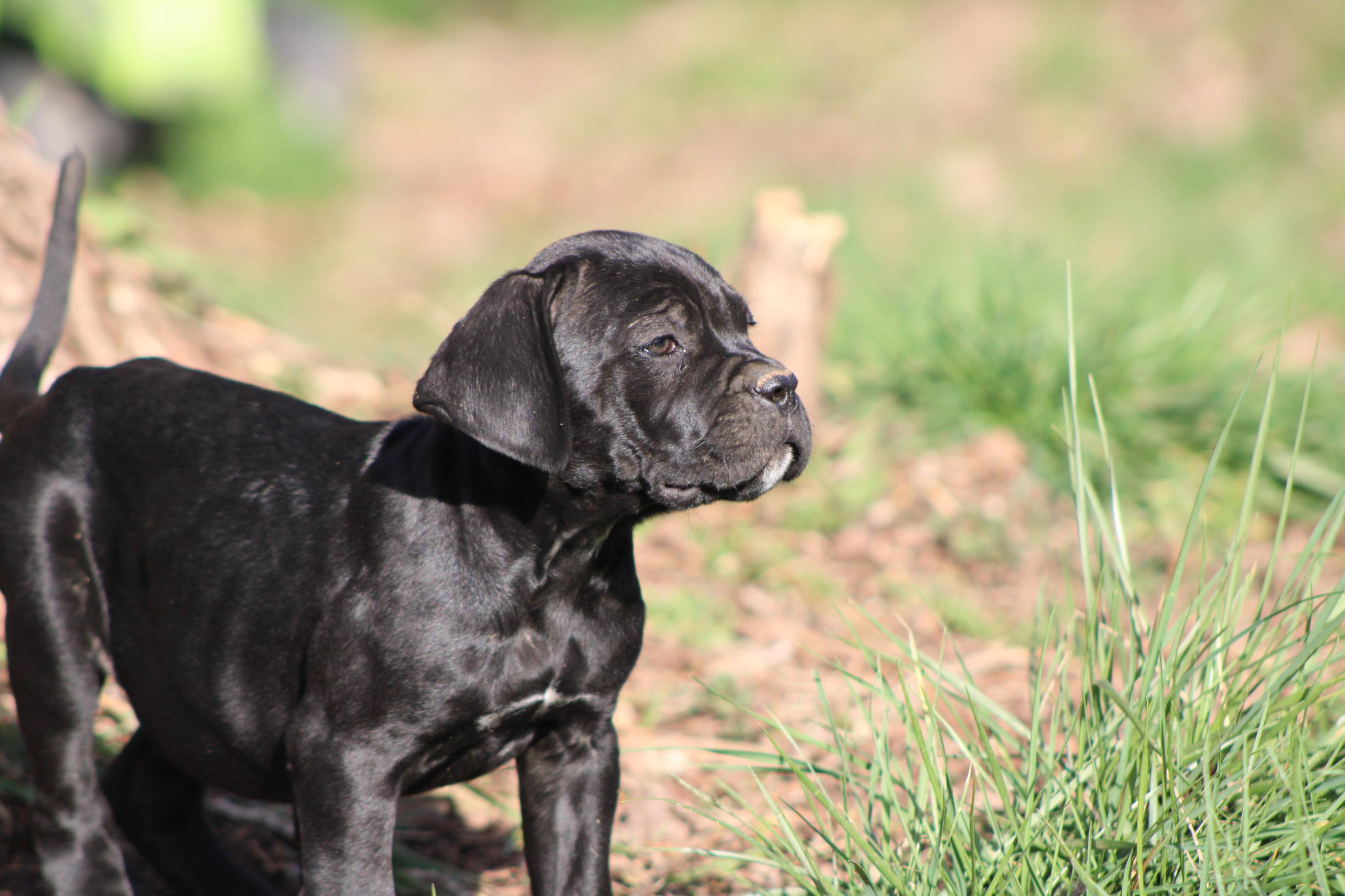 Image Cane Corso