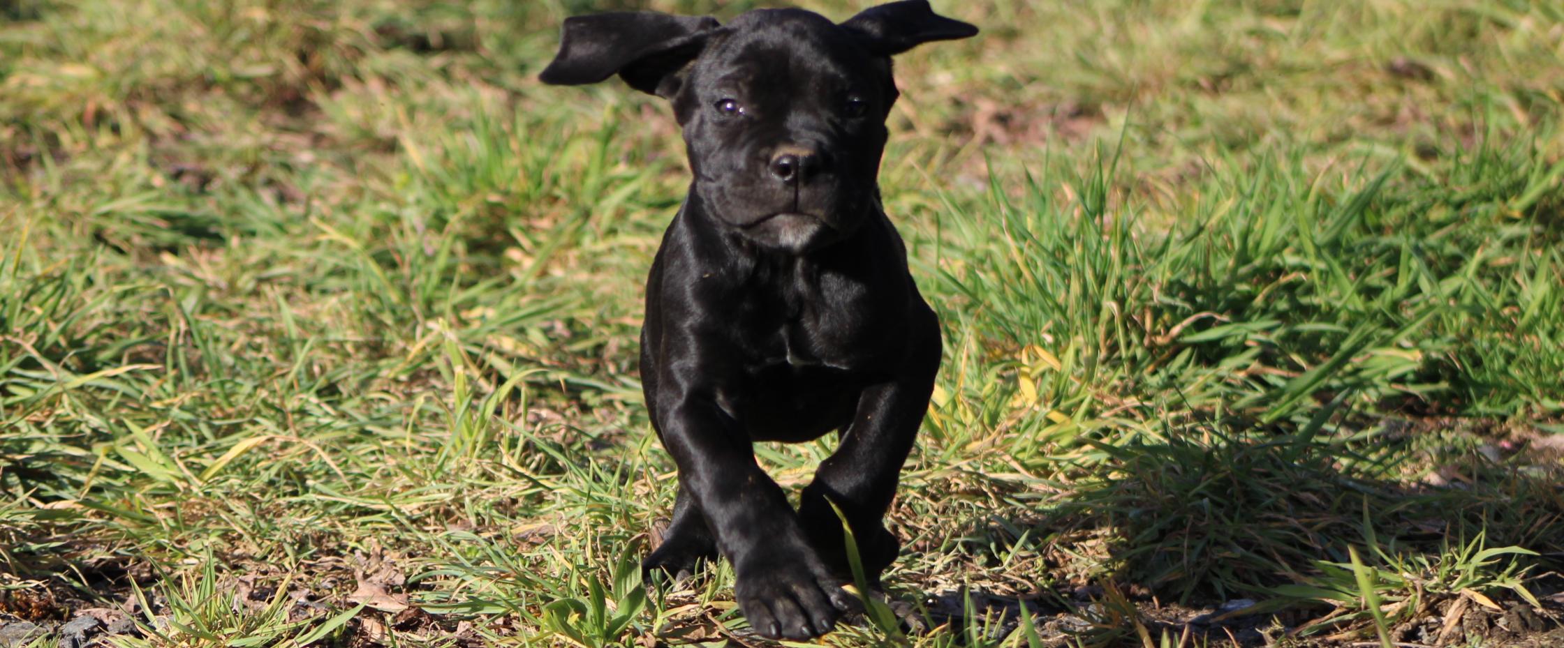 Image Cane Corso