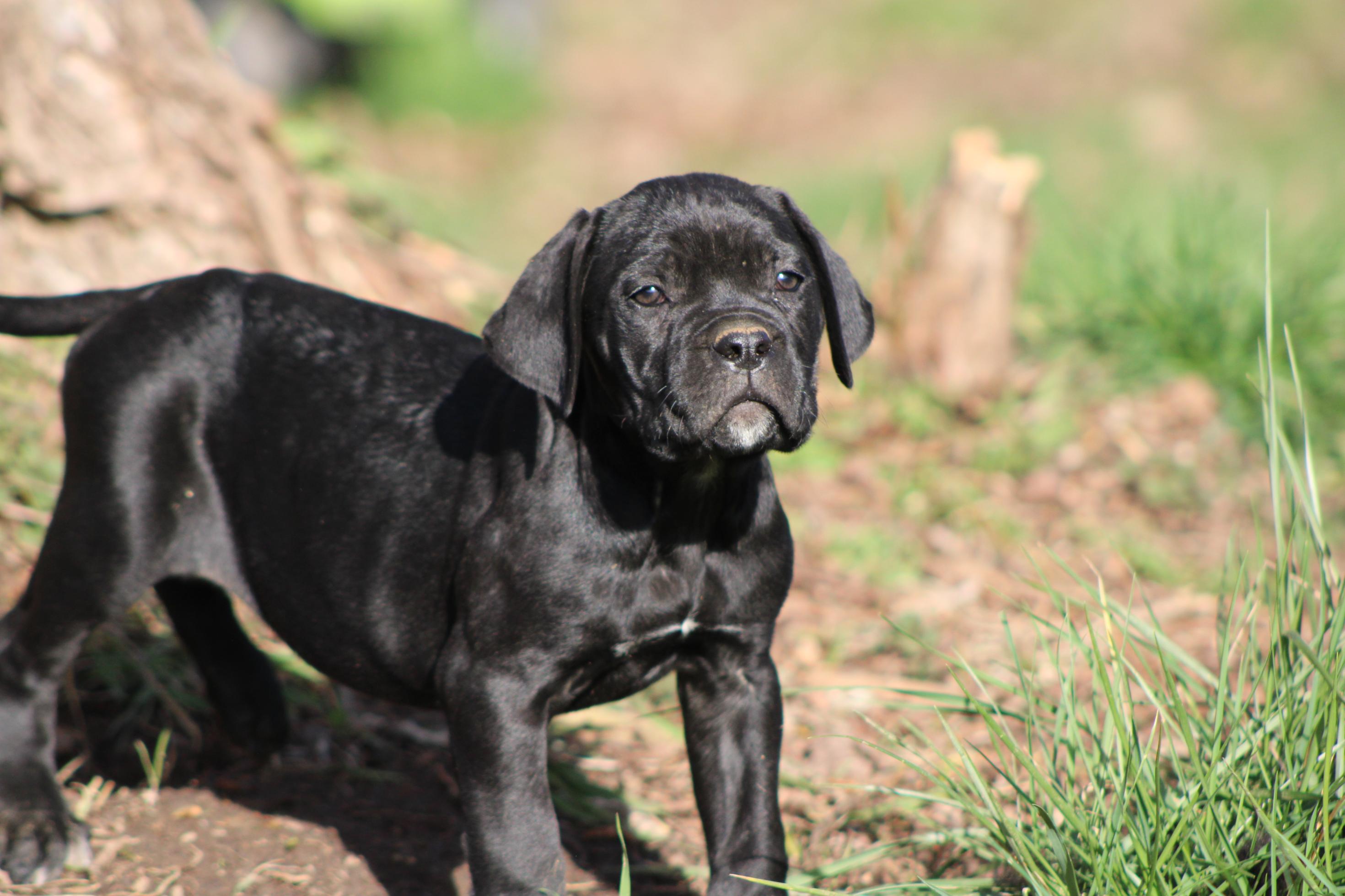Image Cane Corso