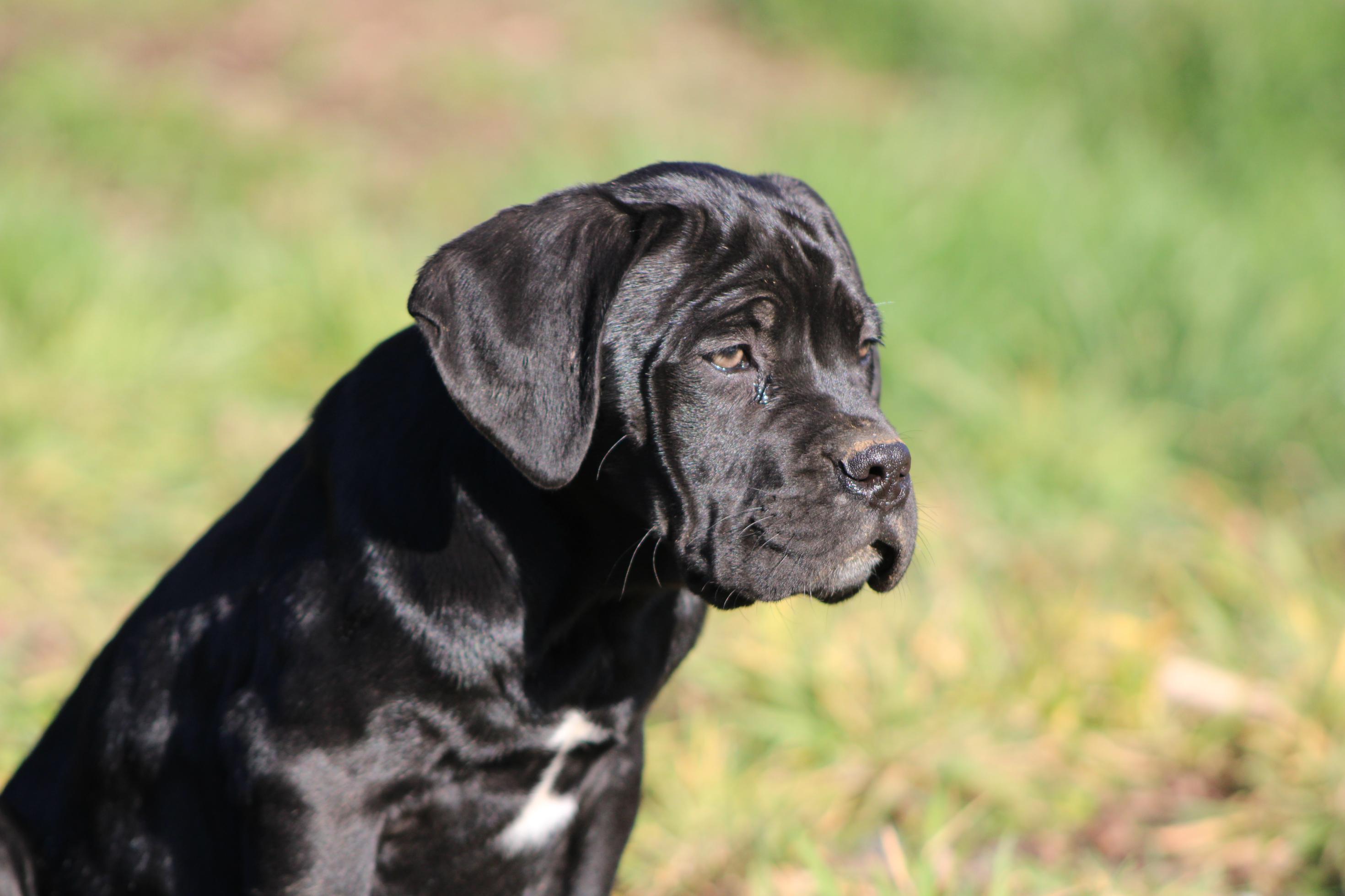 Image Cane Corso