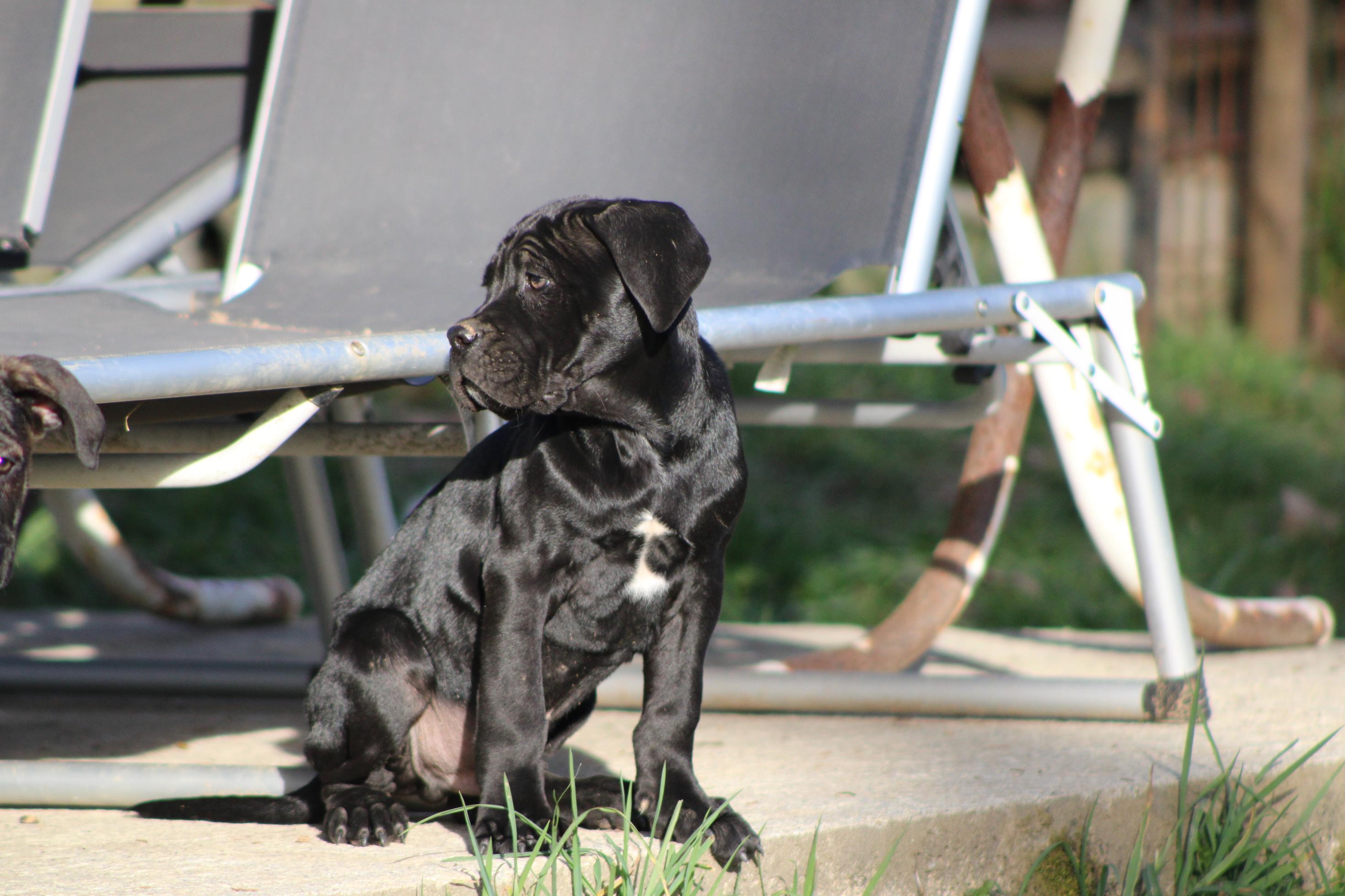 Image Cane Corso