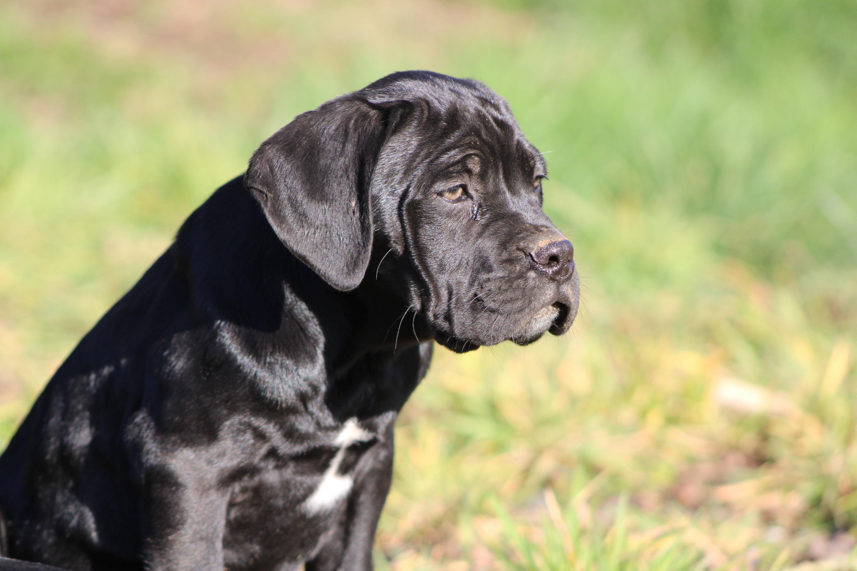 Image Cane Corso