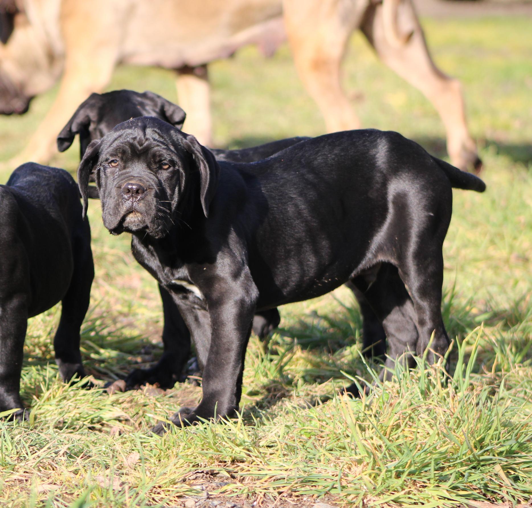 Image Cane Corso