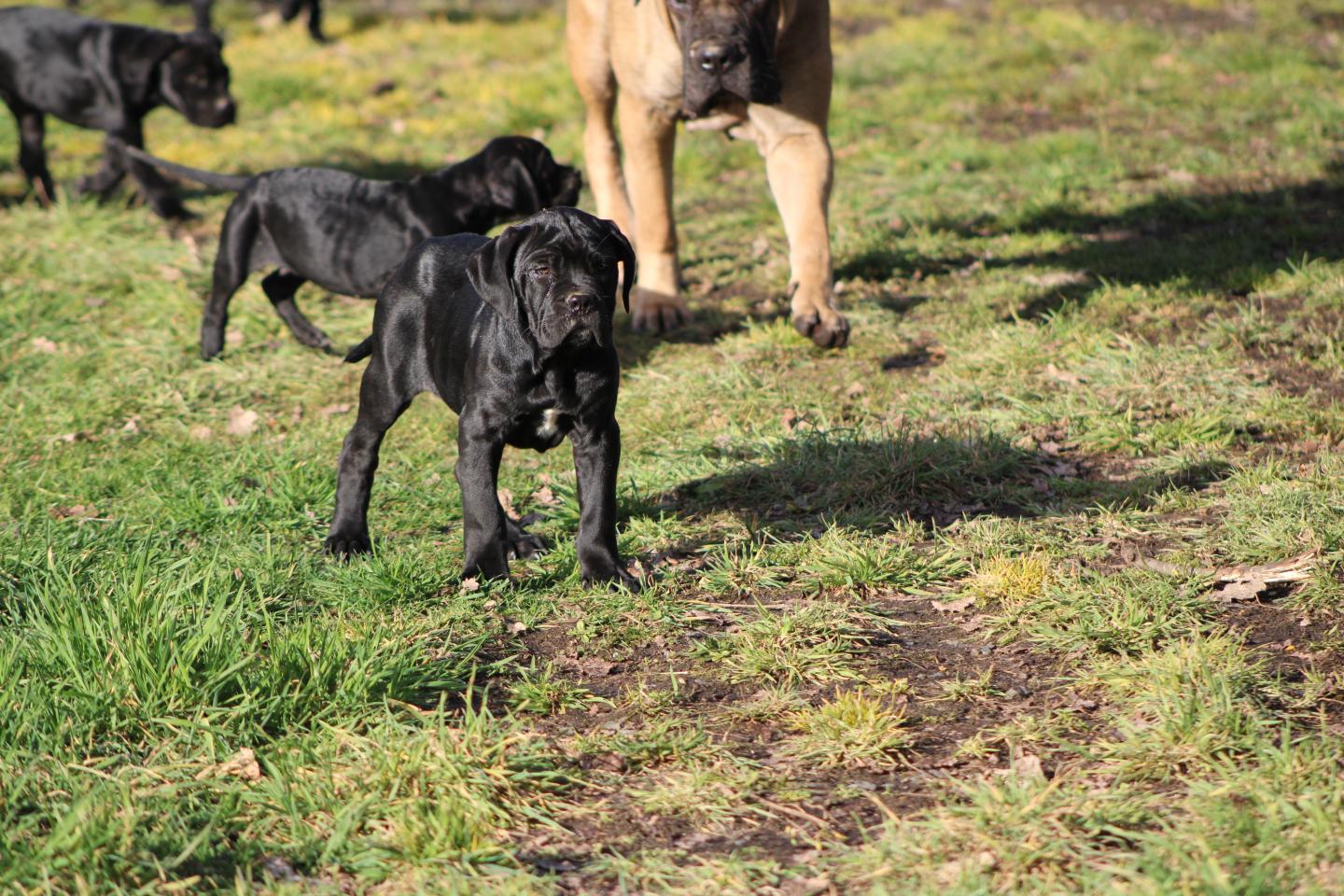 Image Cane Corso