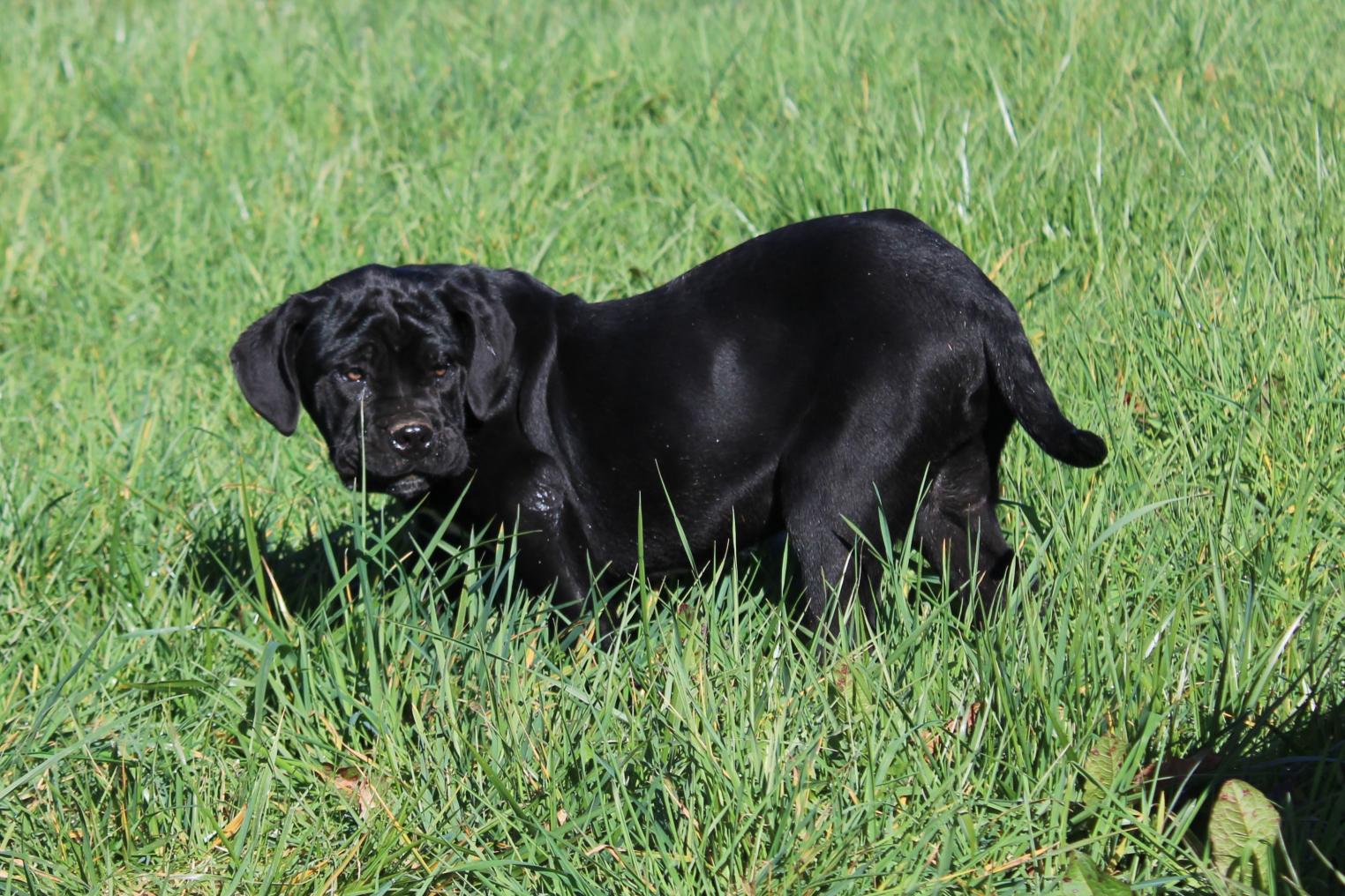 Image Cane Corso