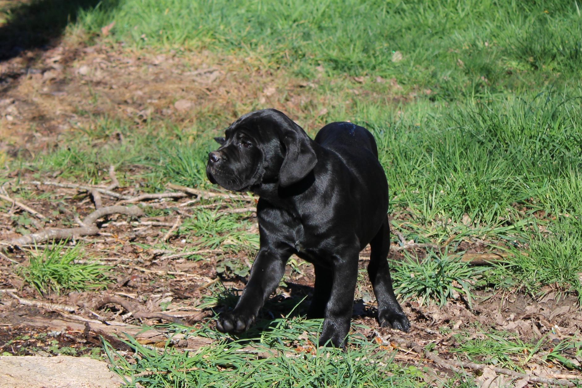 Image Cane Corso