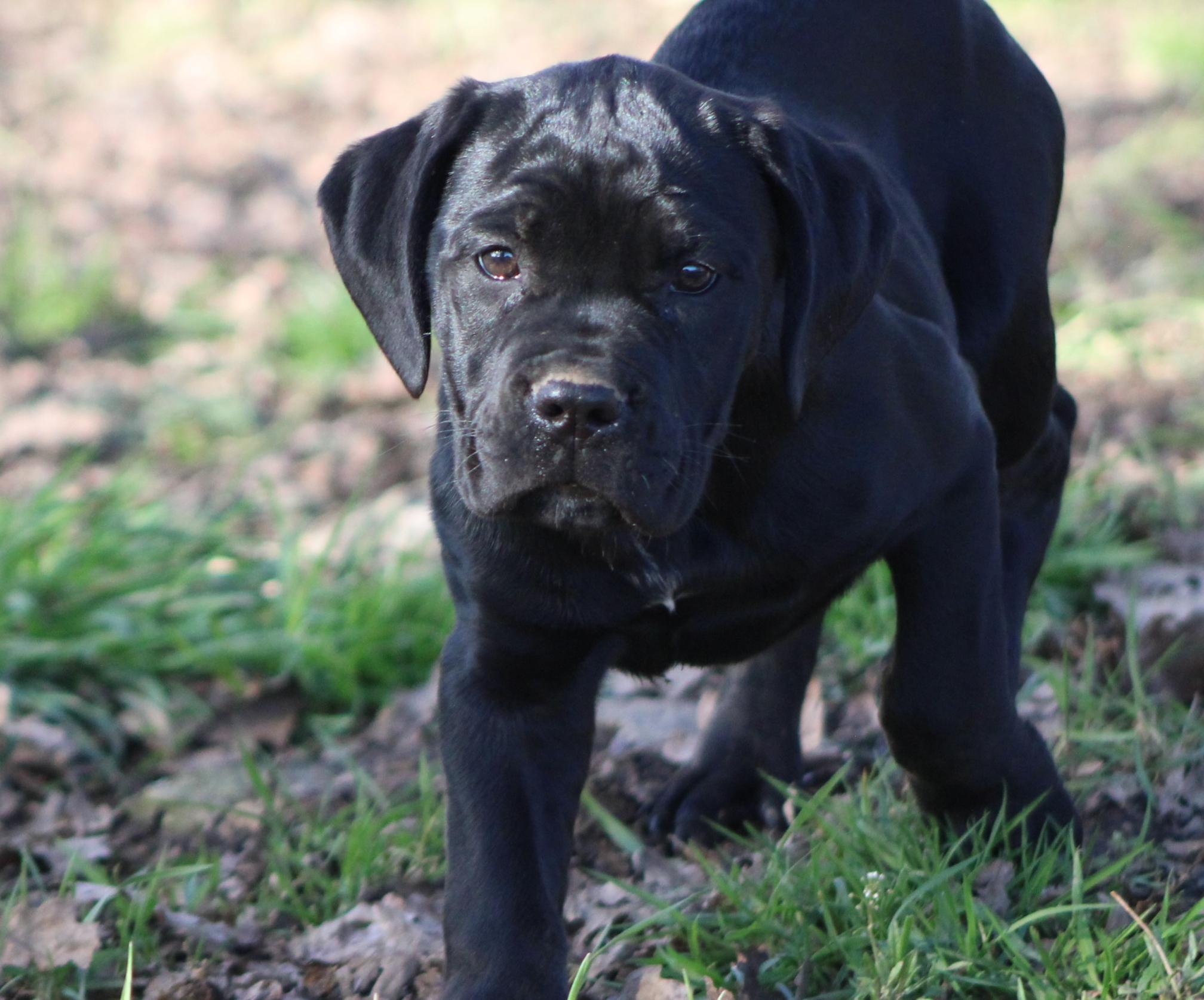 Image Cane Corso