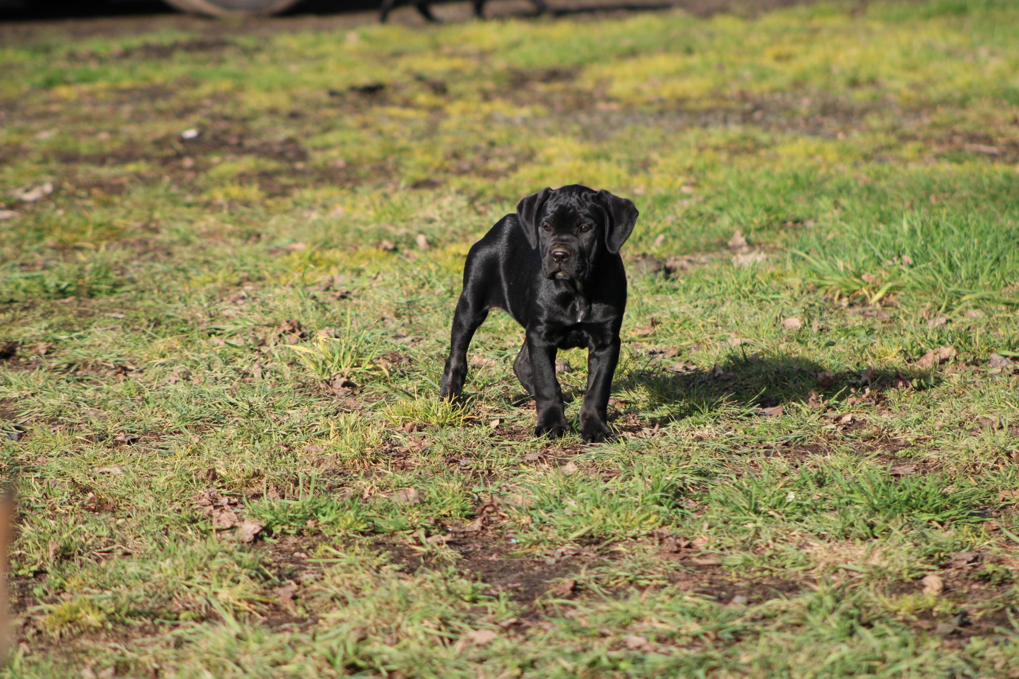 Image Cane Corso