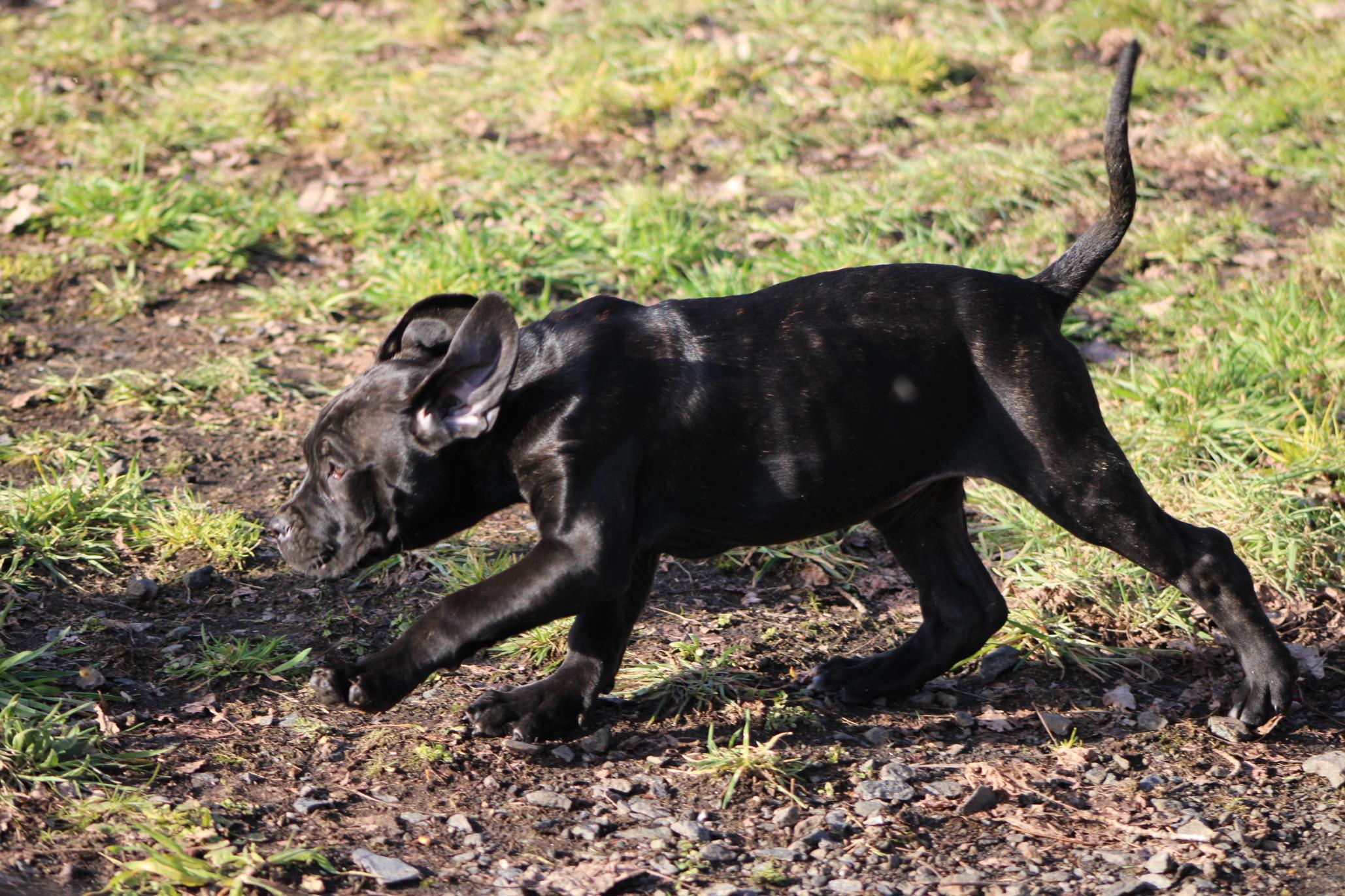 Image Cane Corso