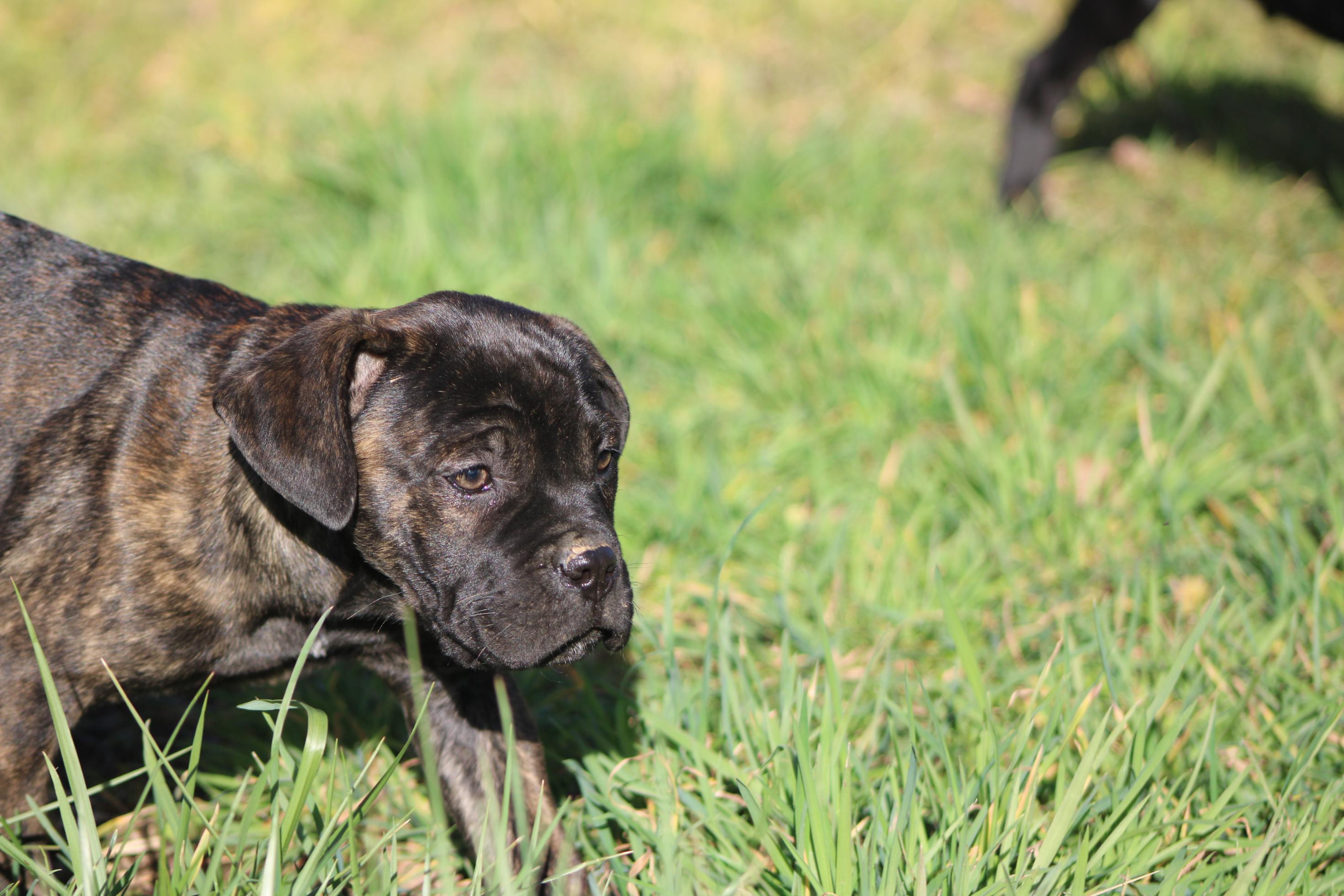 Image Cane Corso