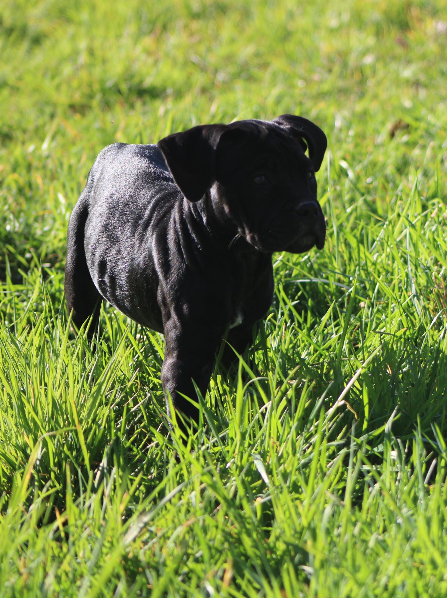 Image Cane Corso