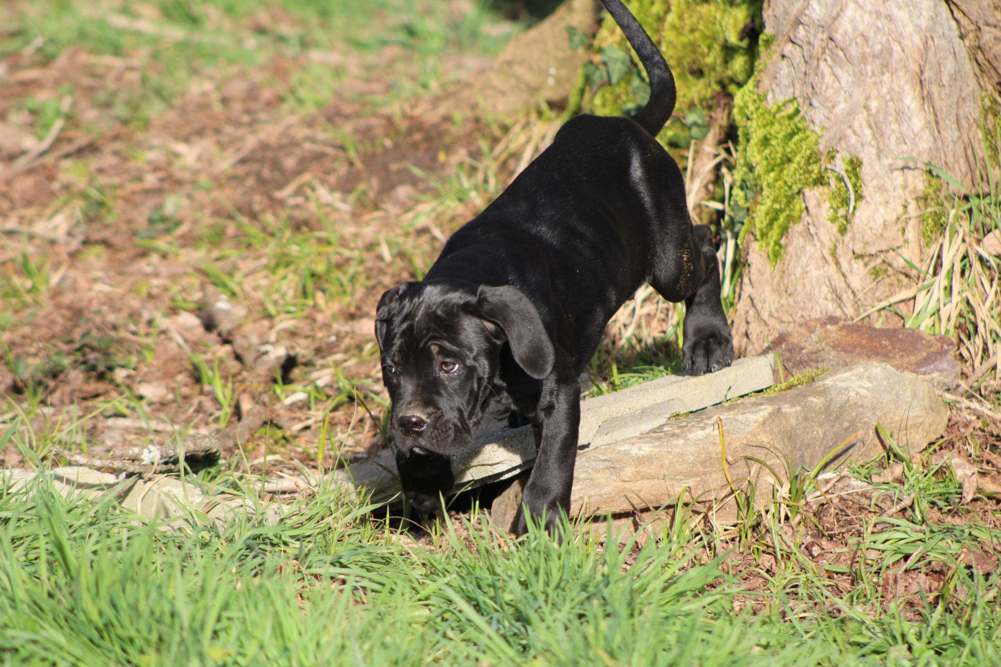 Image Cane Corso