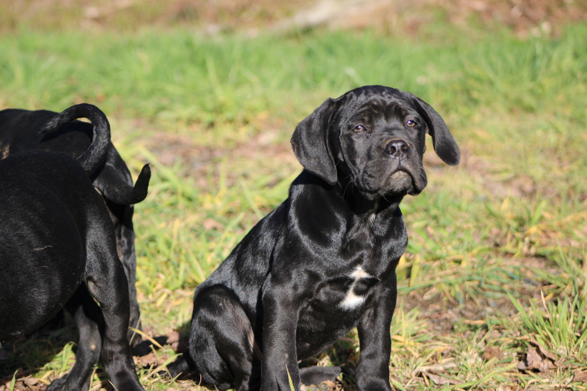 Image Cane Corso