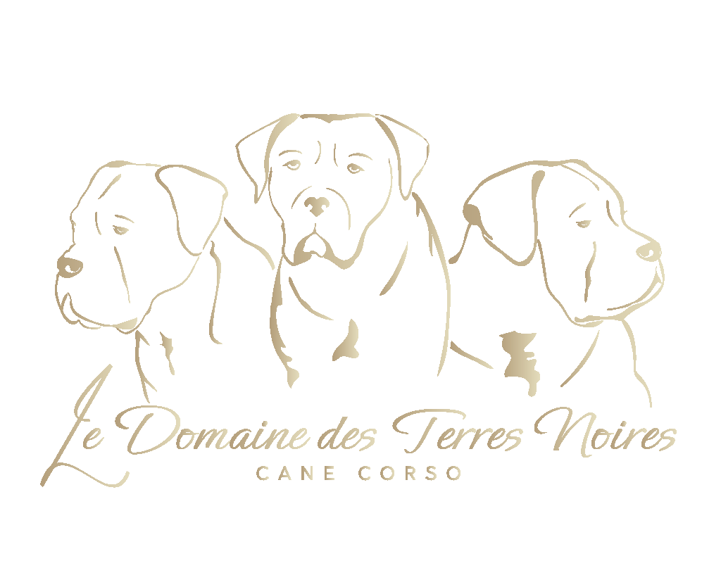 Le Domaine des Terres Noires - Elevage de Cane Corso