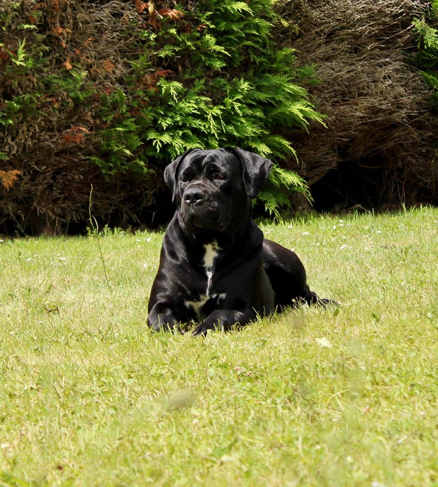 okkaina-cane-corso