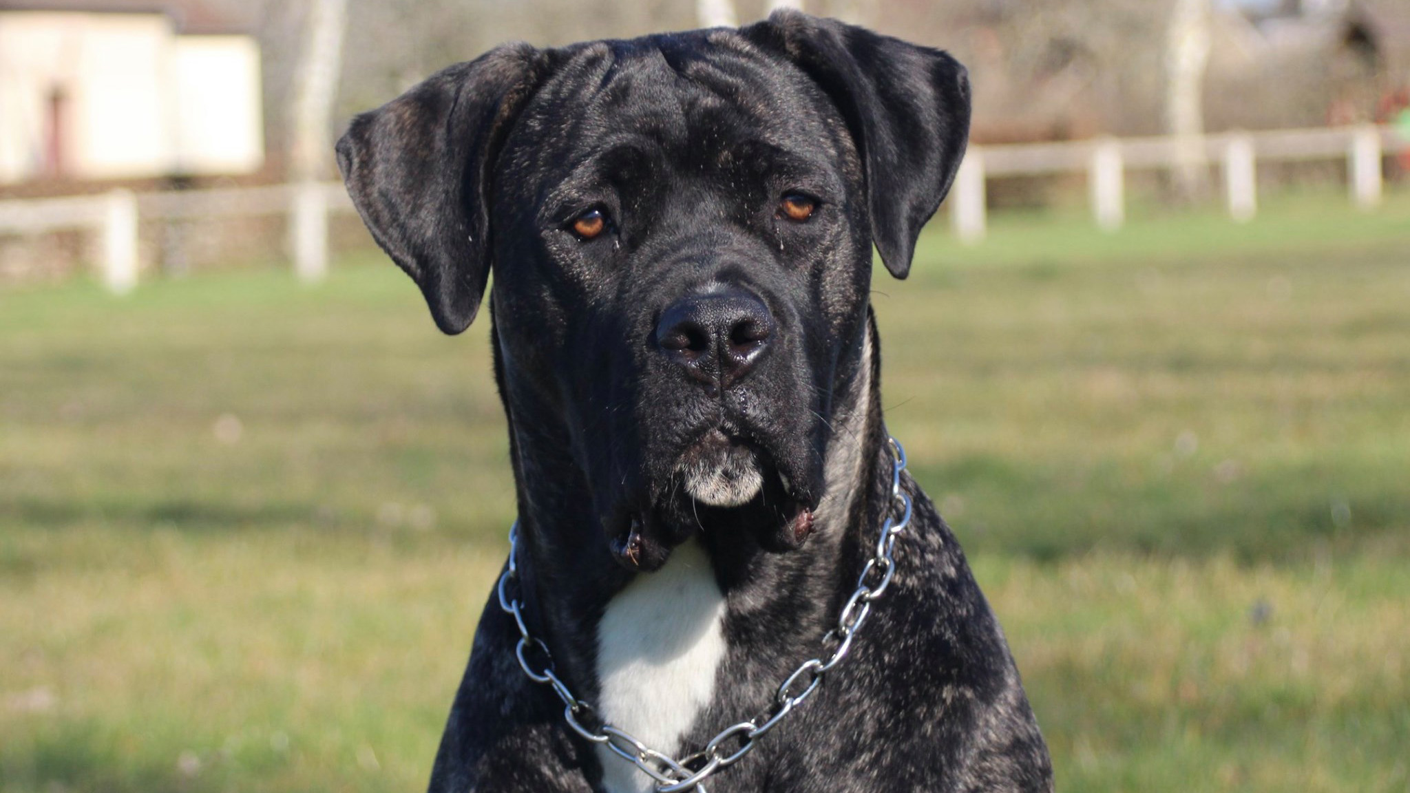 panama-cane-corso