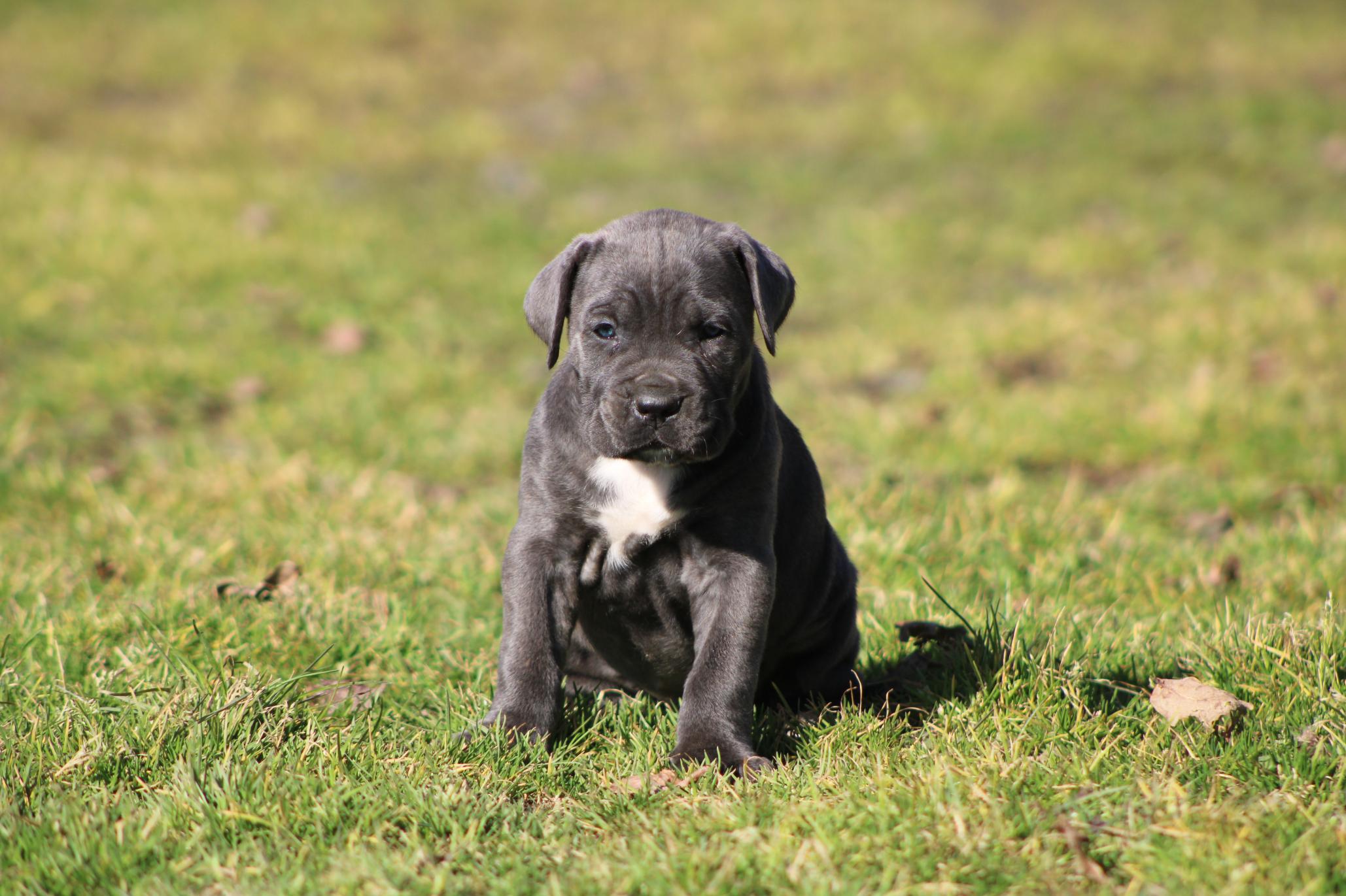 Chiot Cane Corso Aika