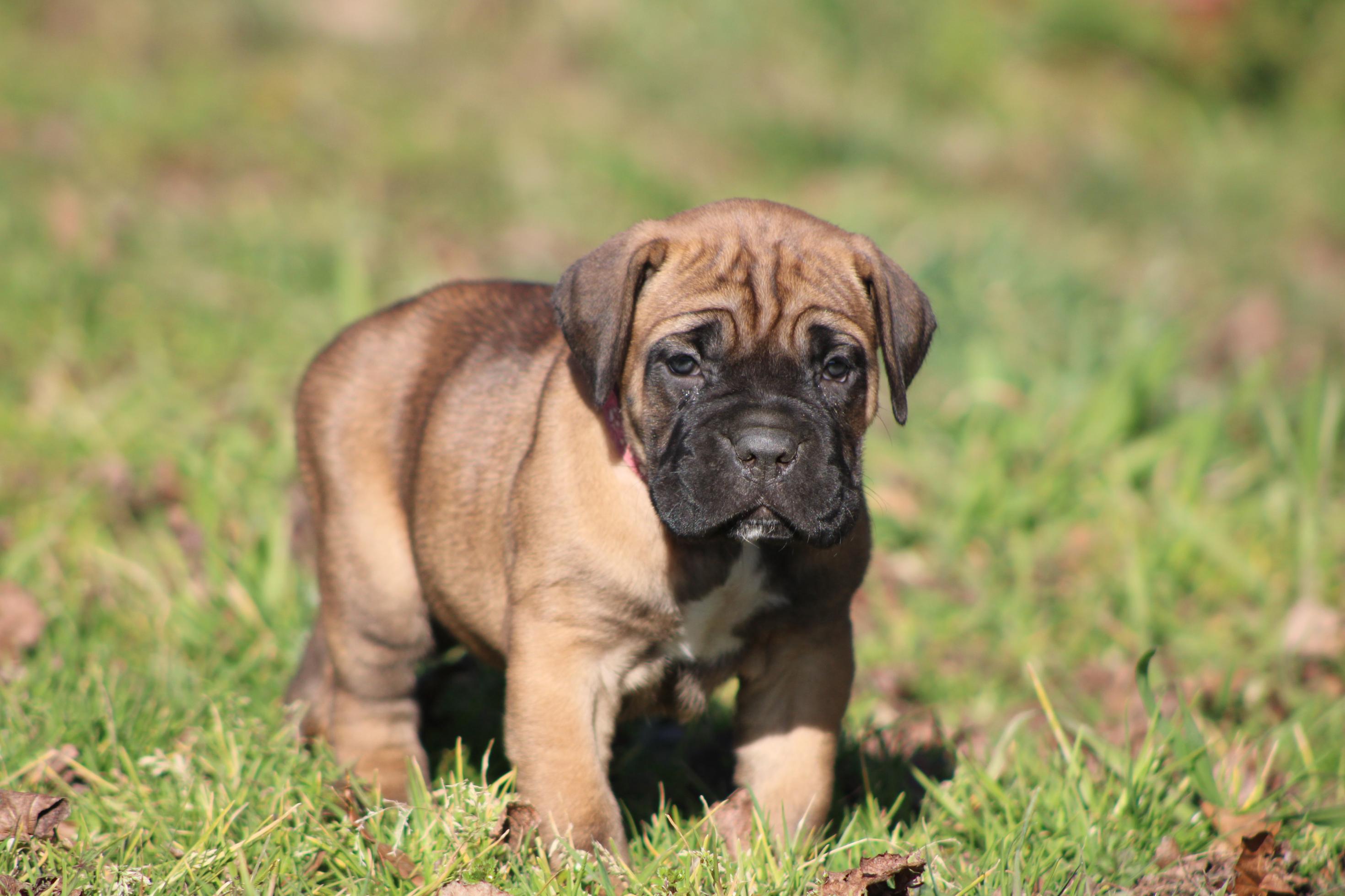 Chiot Cane Corso Alka