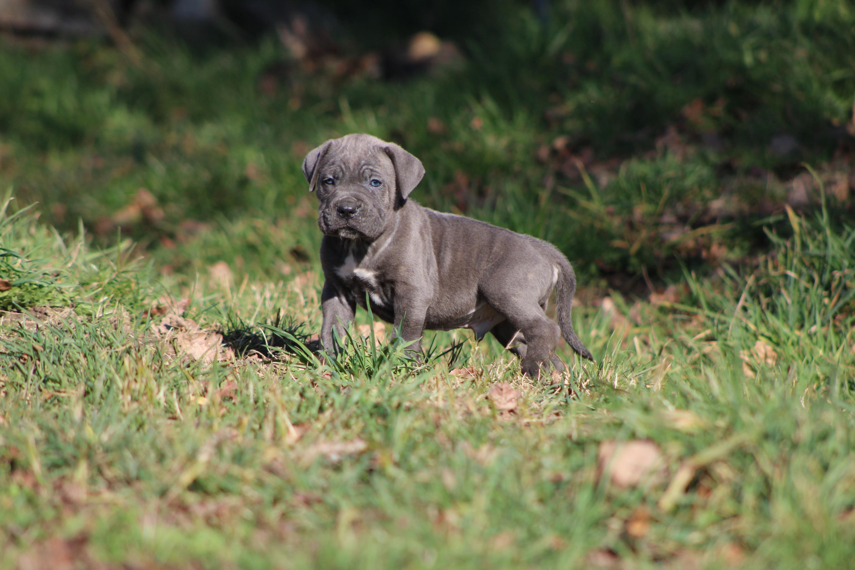 Chiot Cane Corso Anakin