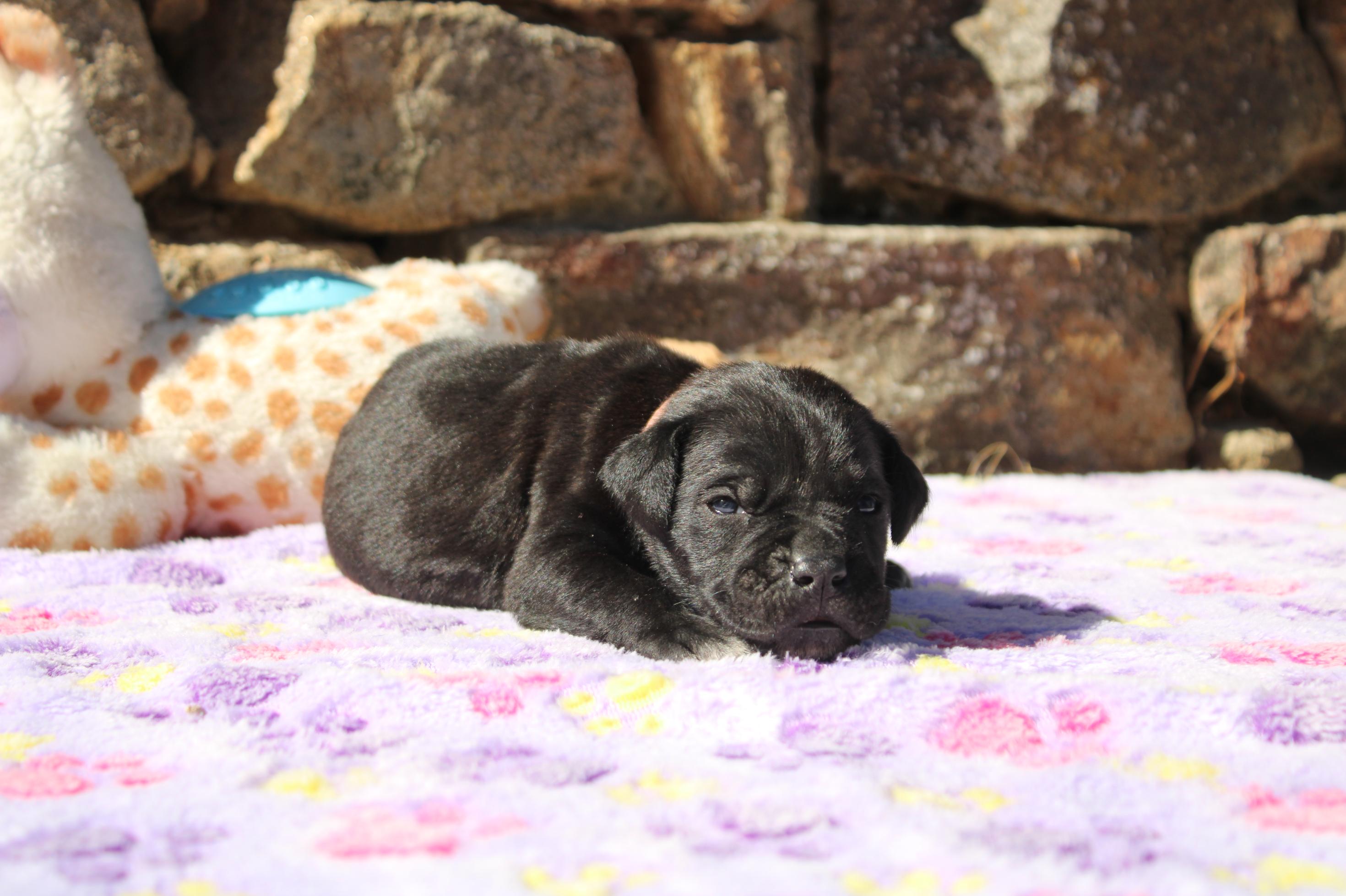 Chiot Cane Corso Ana