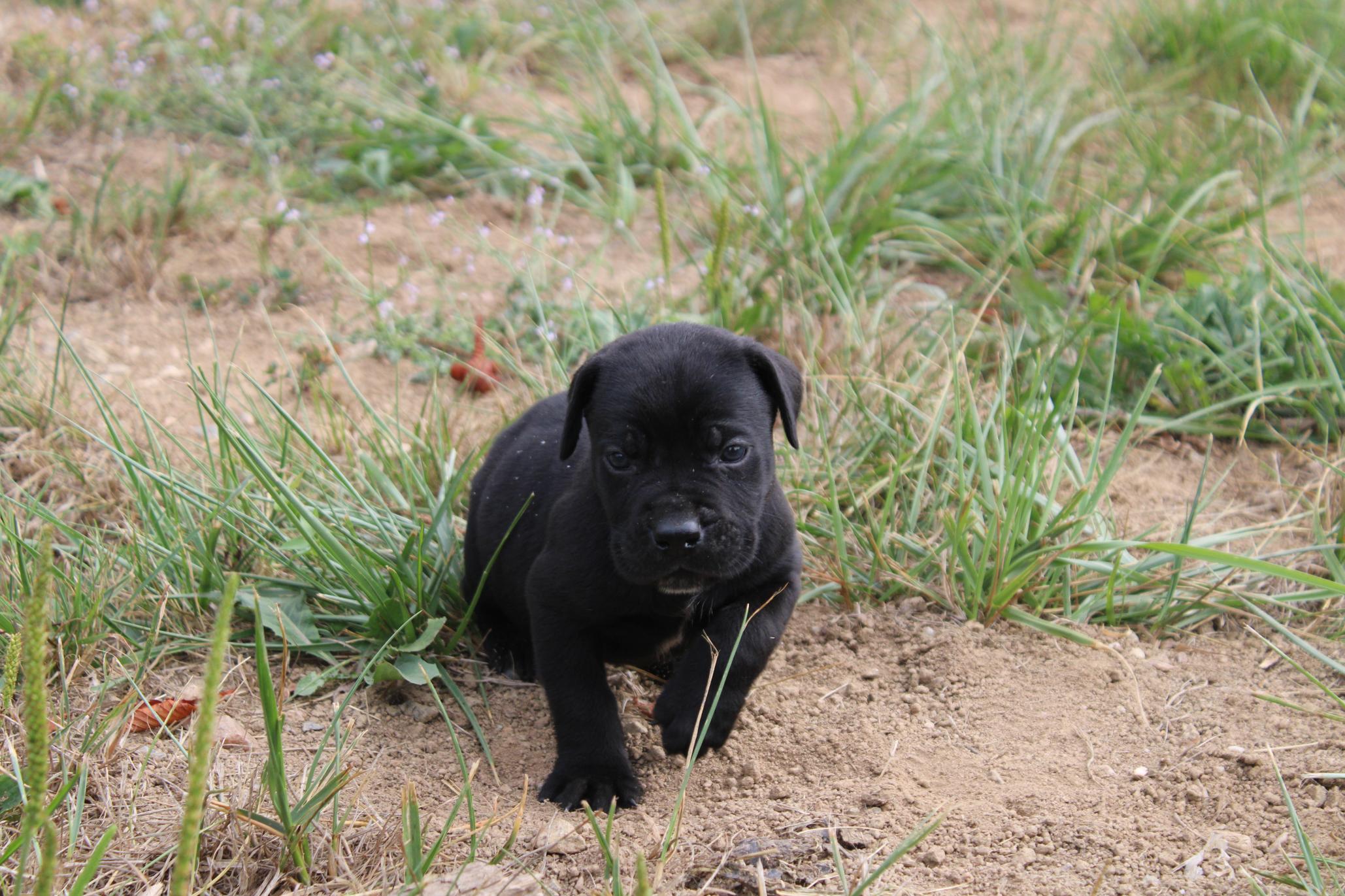 Chiot Cane Corso Archibalt
