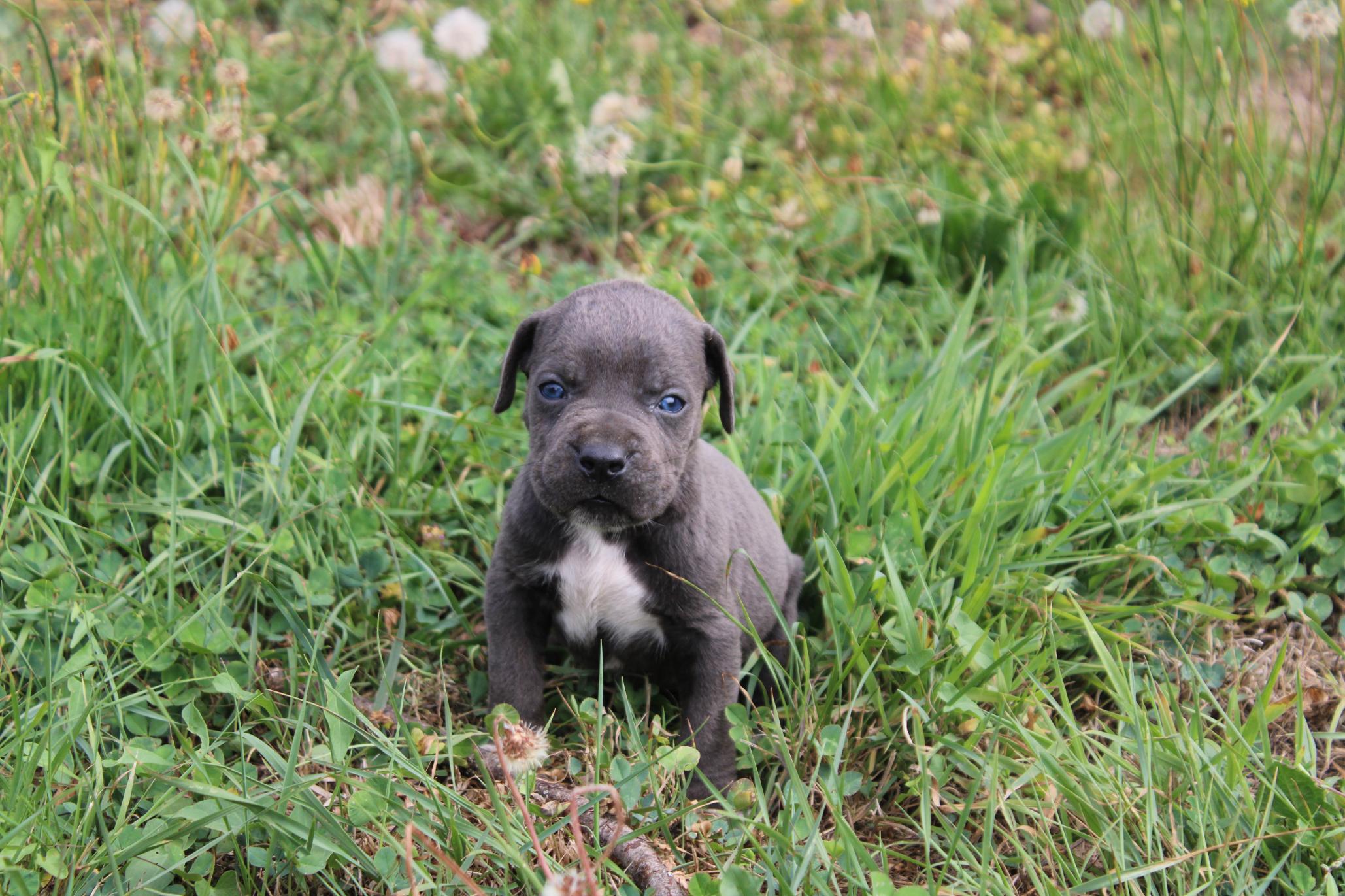 Chiot Cane Corso Arès