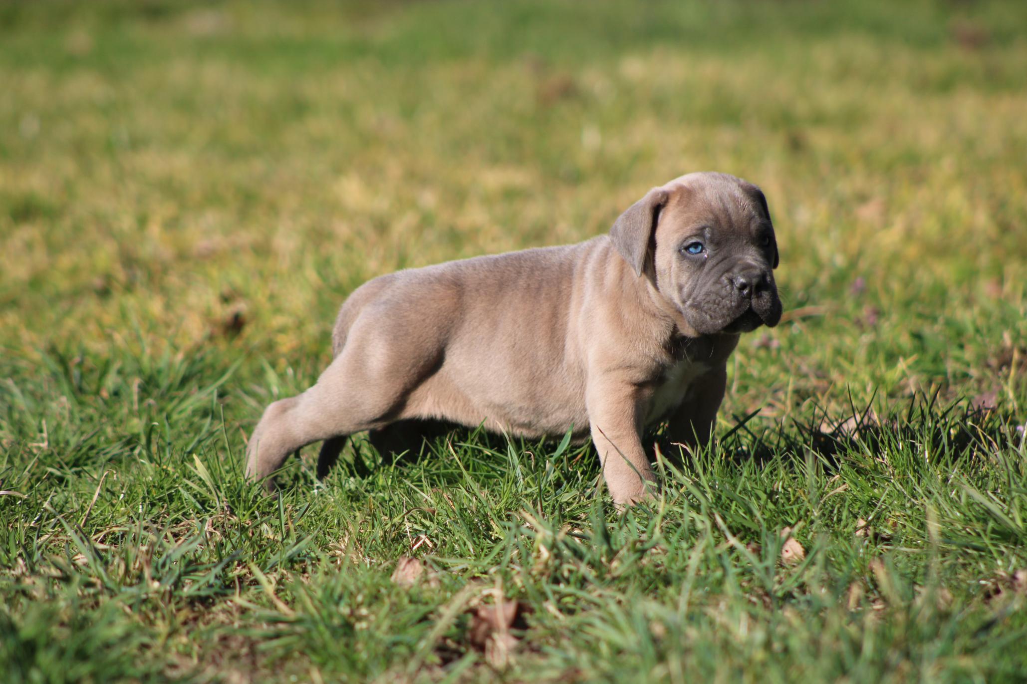 Chiot Cane Corso Arkan