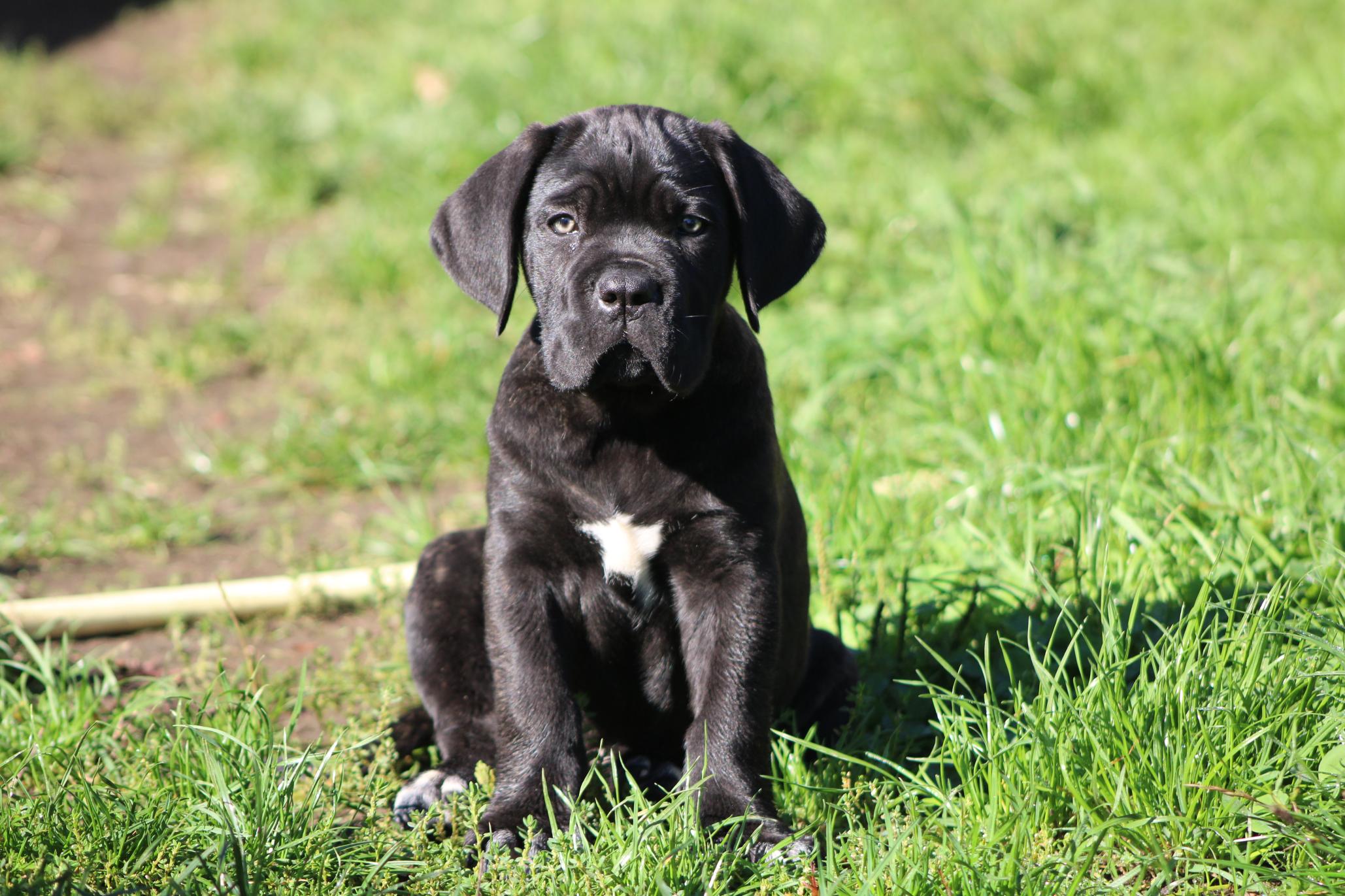 Chiot Cane Corso Adès