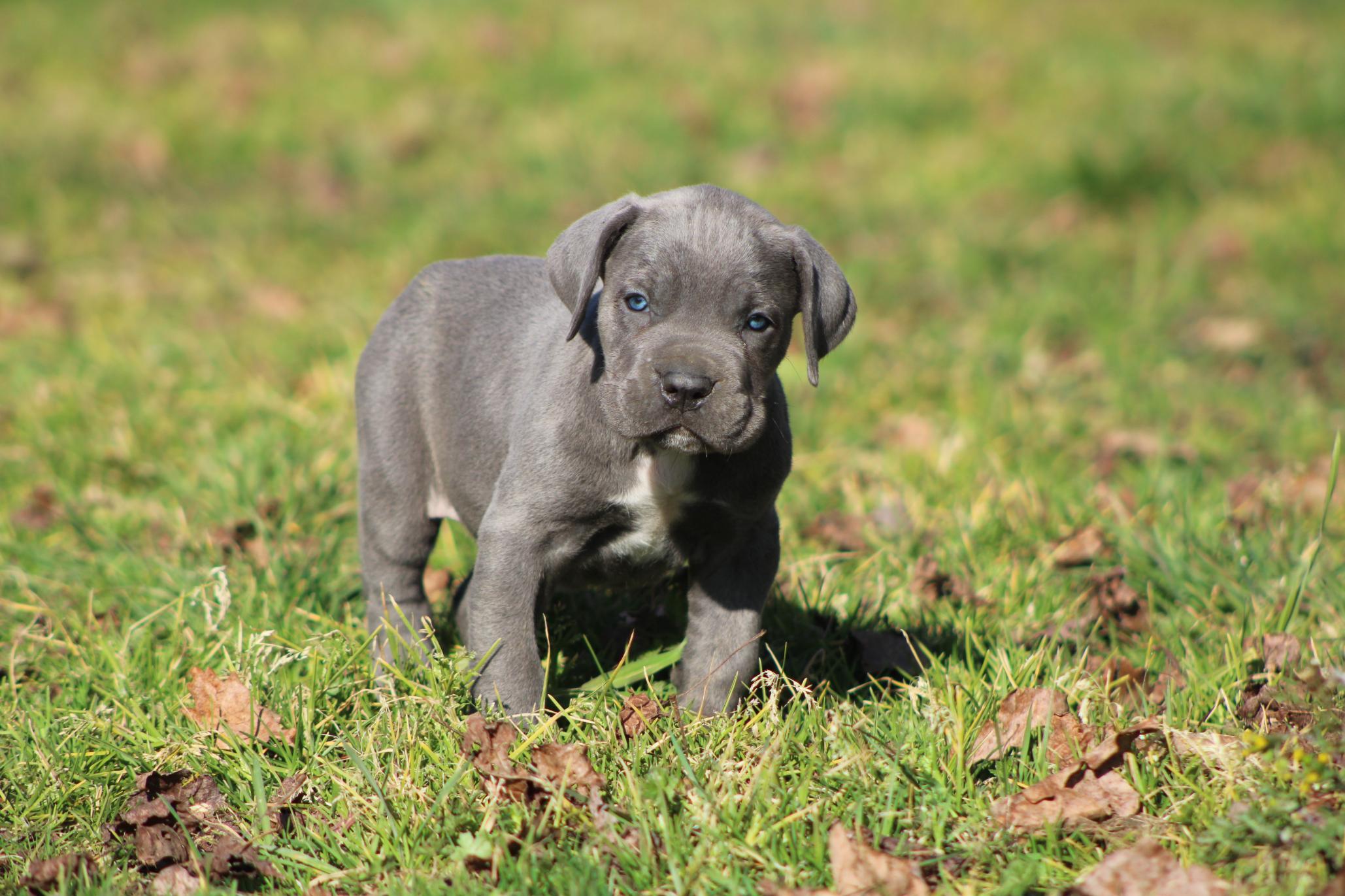 Chiot Cane Corso Astone