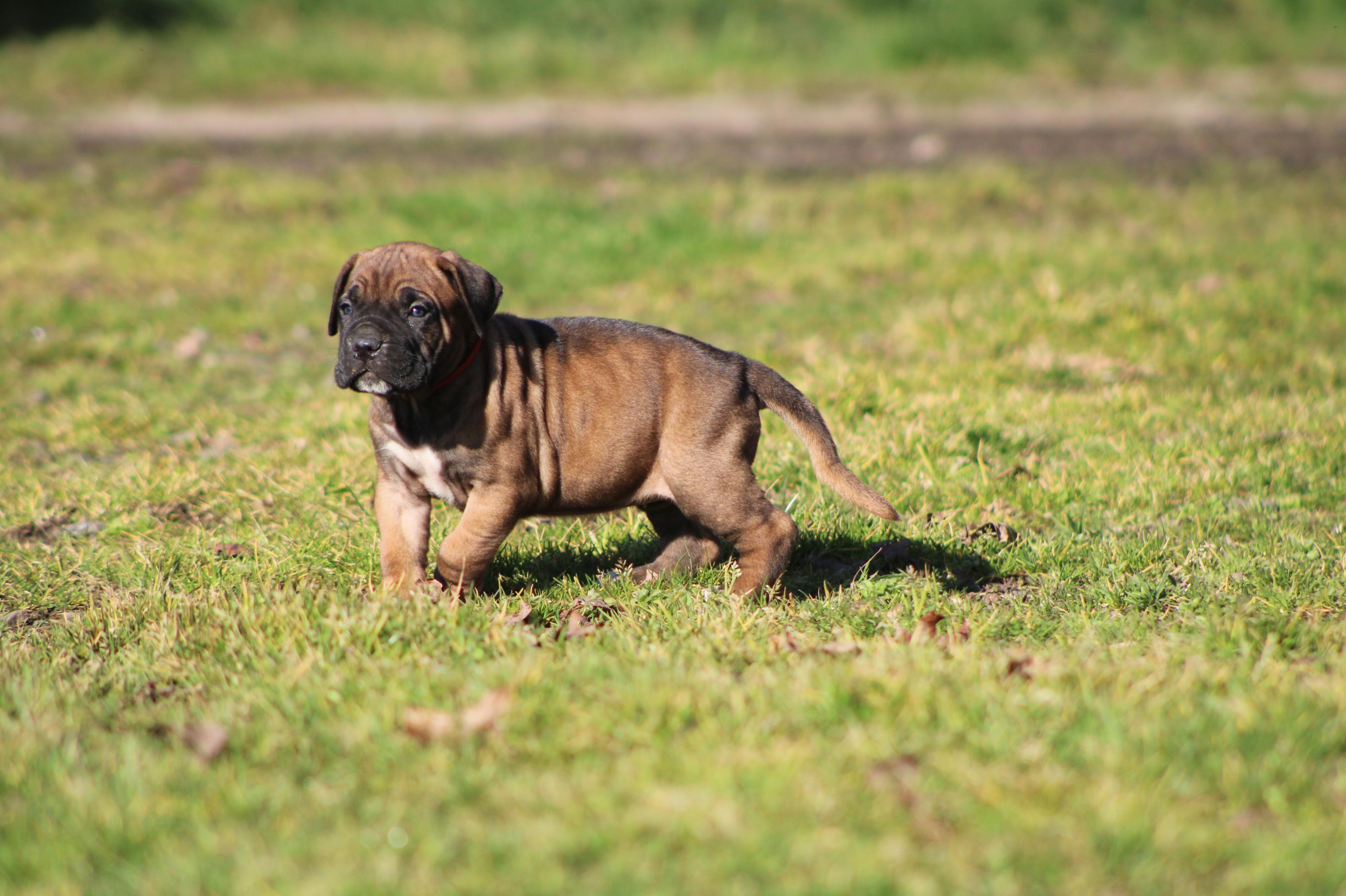 Chiot Cane Corso Athéna
