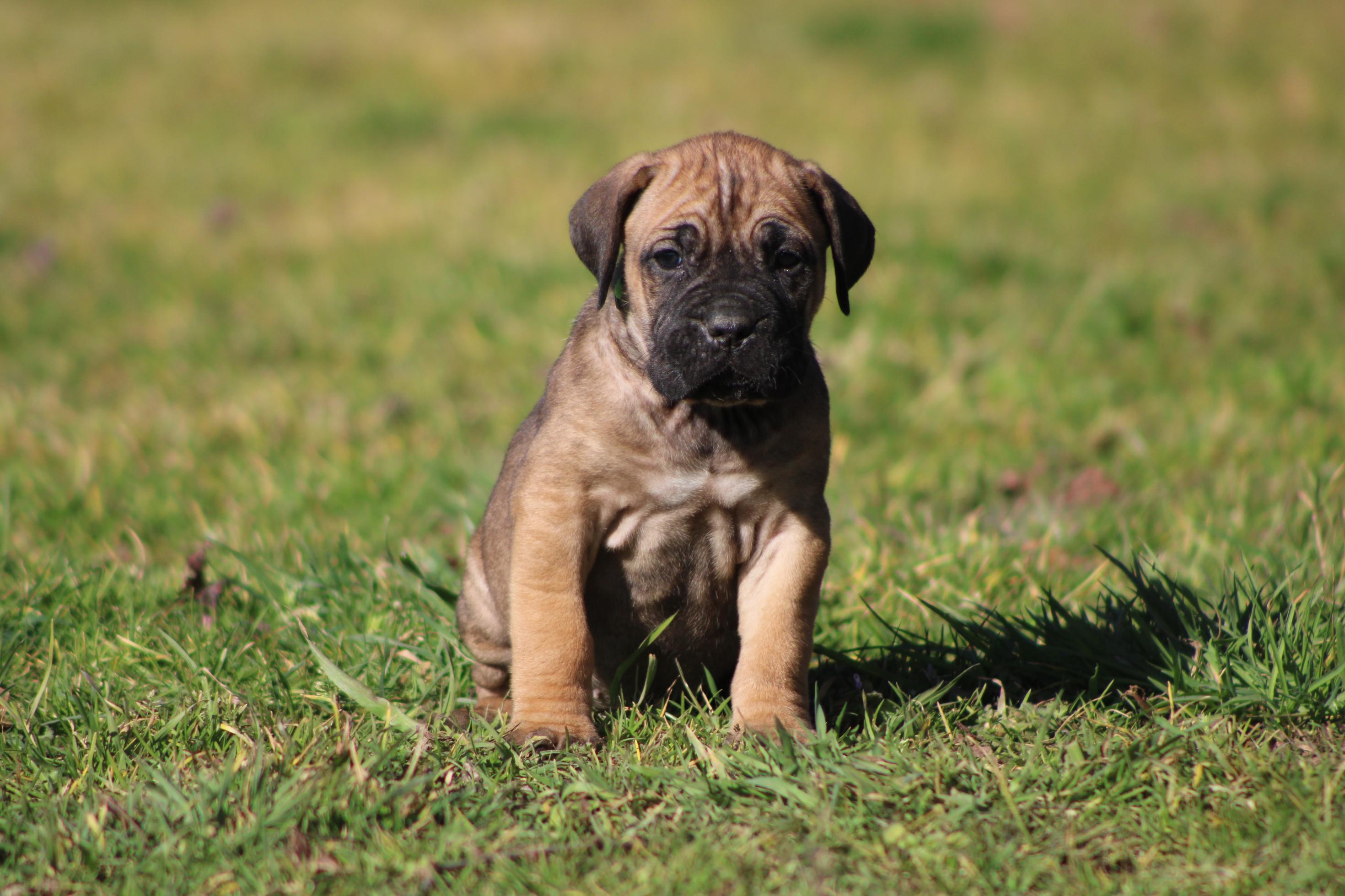 Chiot Cane Corso Athènes