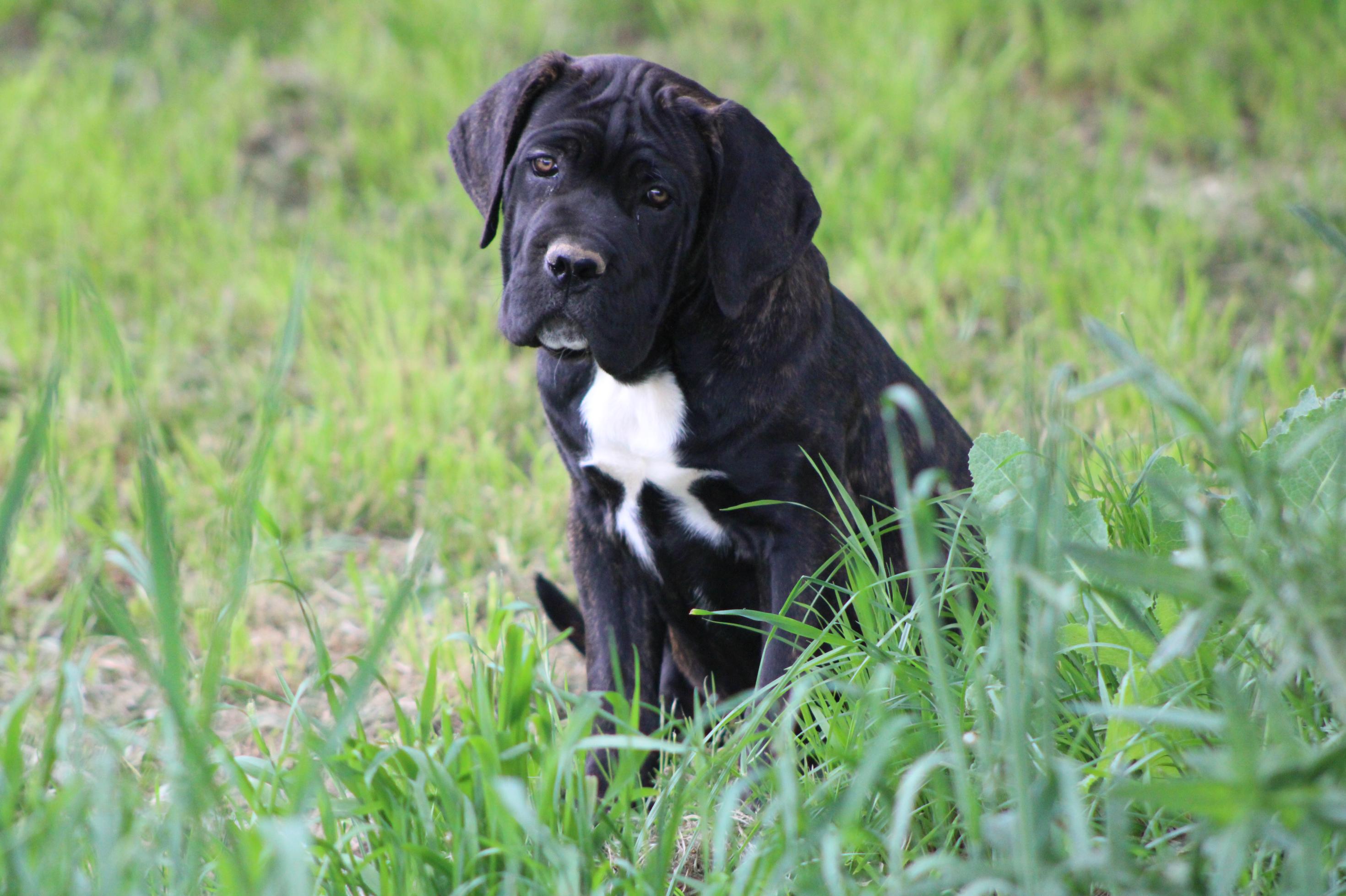 Chiot Cane Corso Biggie Big