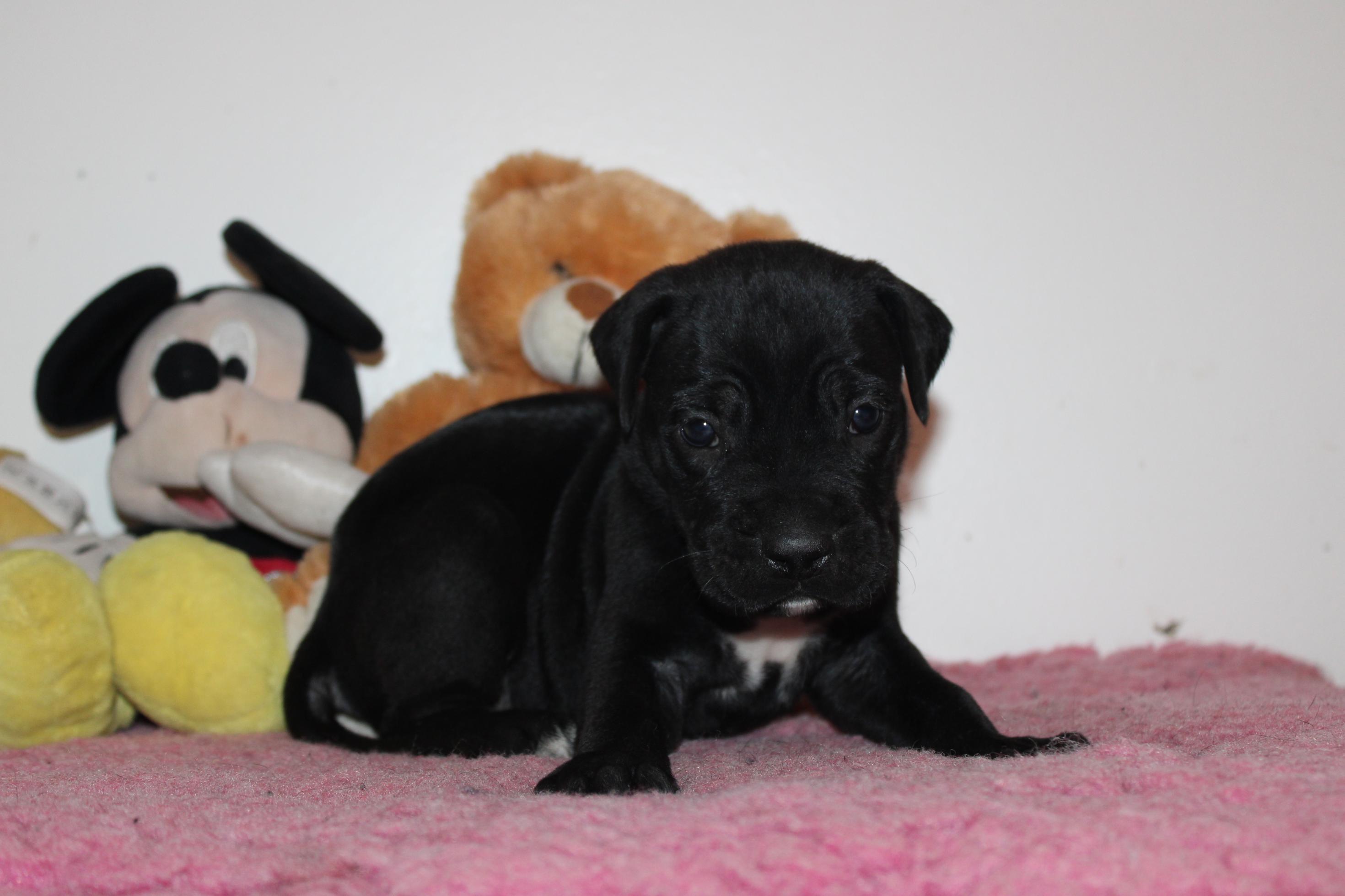 Chiot Cane Corso Una
