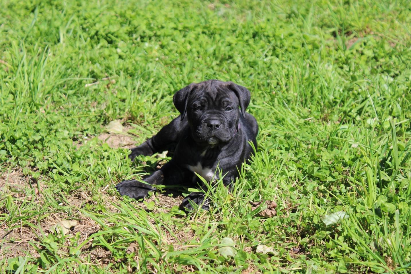Chiot Cane Corso Femelle N°1