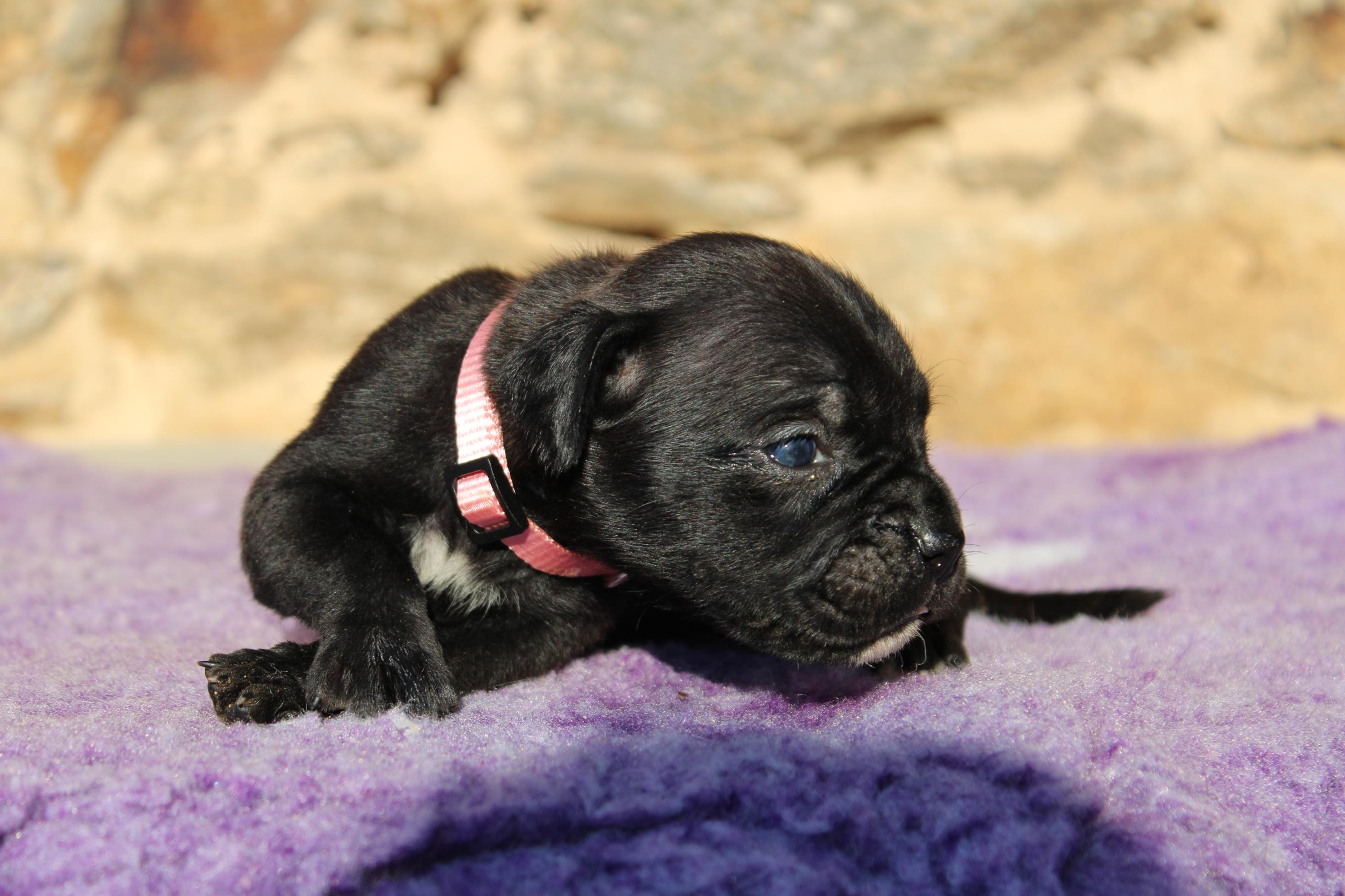 Chiot Cane Corso Vénus II