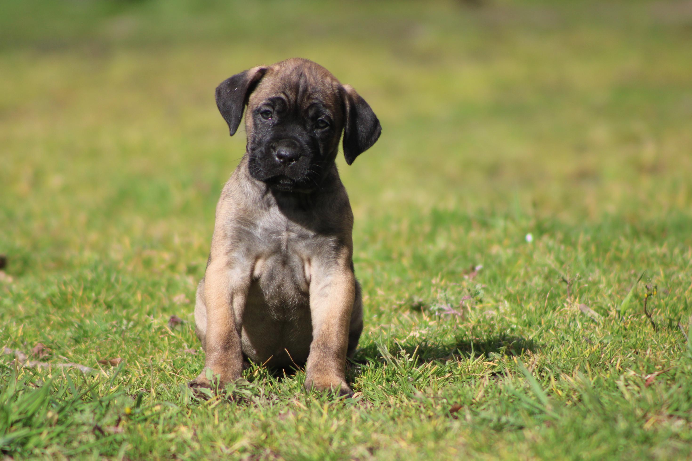 Chiot Cane Corso Aïna